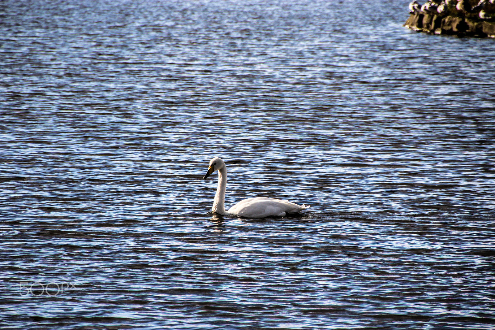 Canon EOS 1200D (EOS Rebel T5 / EOS Kiss X70 / EOS Hi) + Tamron 18-270mm F3.5-6.3 Di II VC PZD sample photo. A sophisticated swan photography