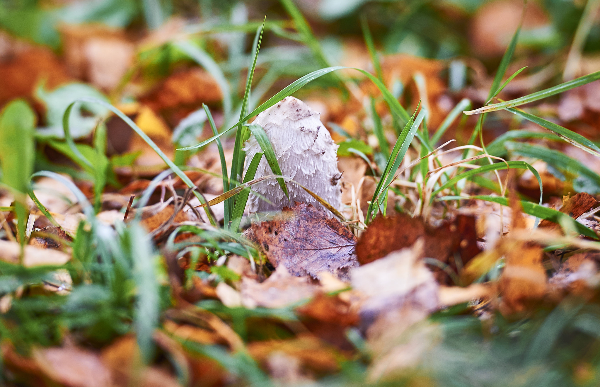 Nikon D4 sample photo. Mushroom photography