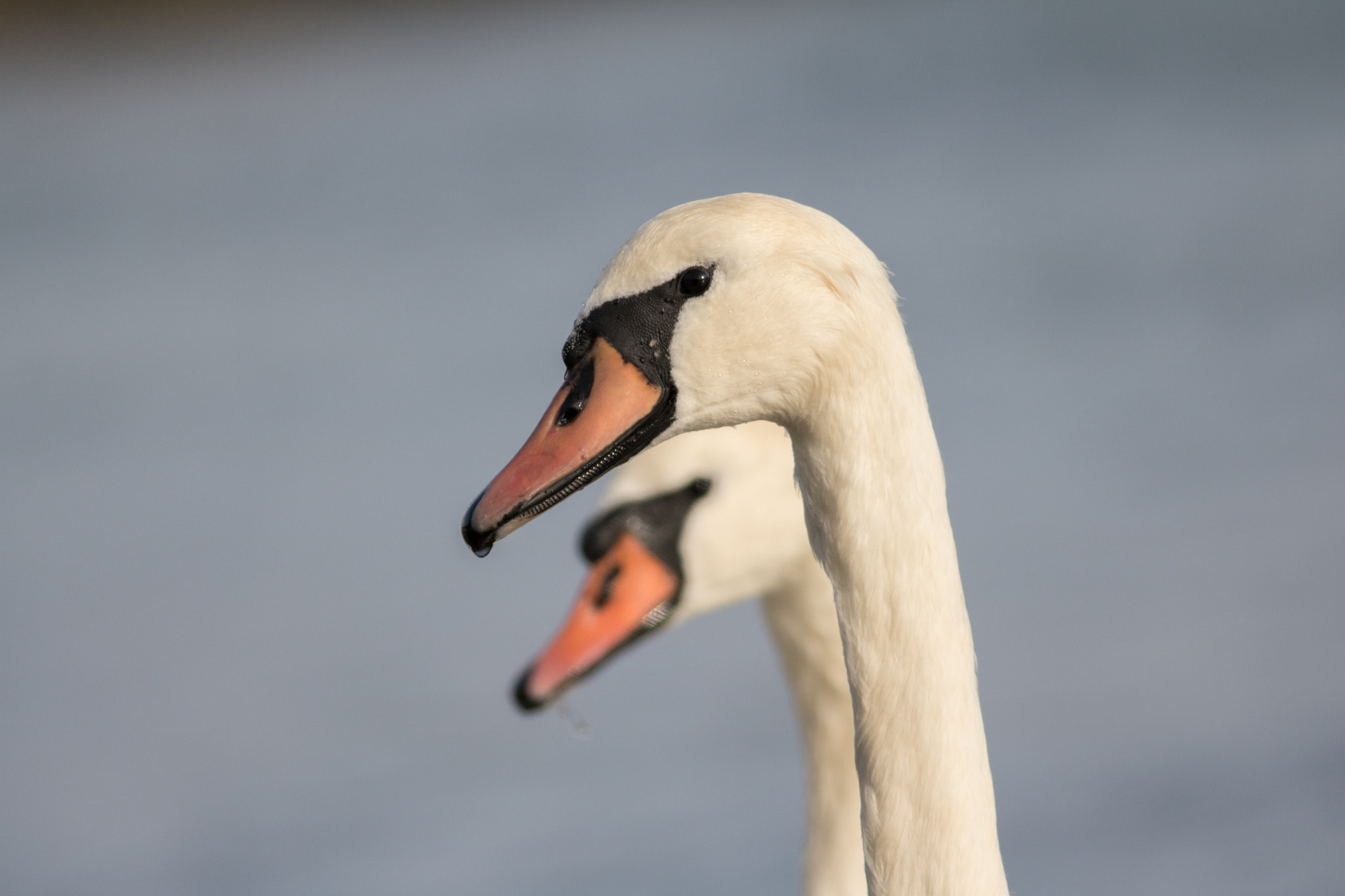 Canon EOS 750D (EOS Rebel T6i / EOS Kiss X8i) + Canon EF 400mm F5.6L USM sample photo. Swans photography