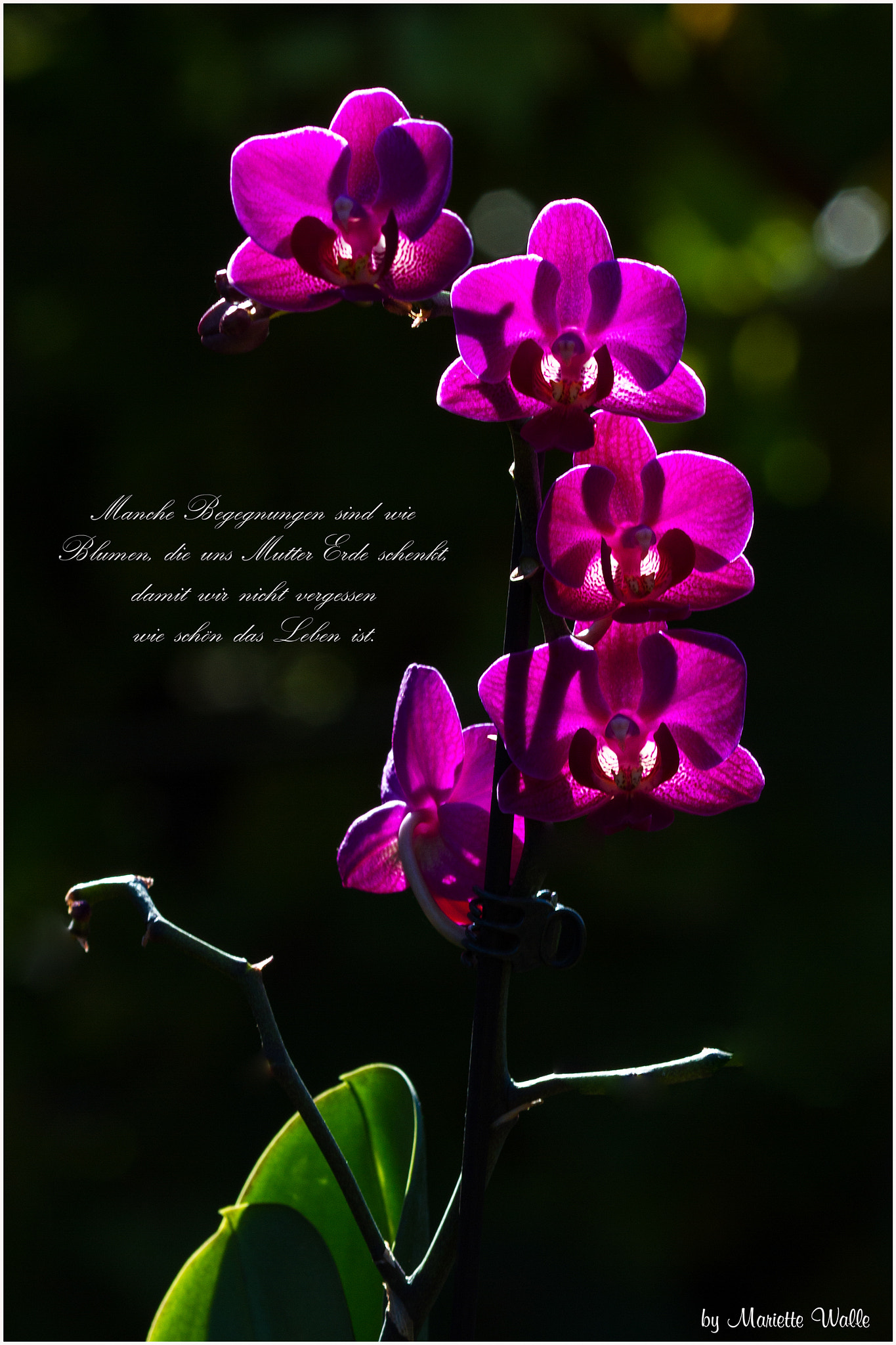 Canon EOS 7D + Canon EF 135mm F2L USM sample photo. The beauty of life photography