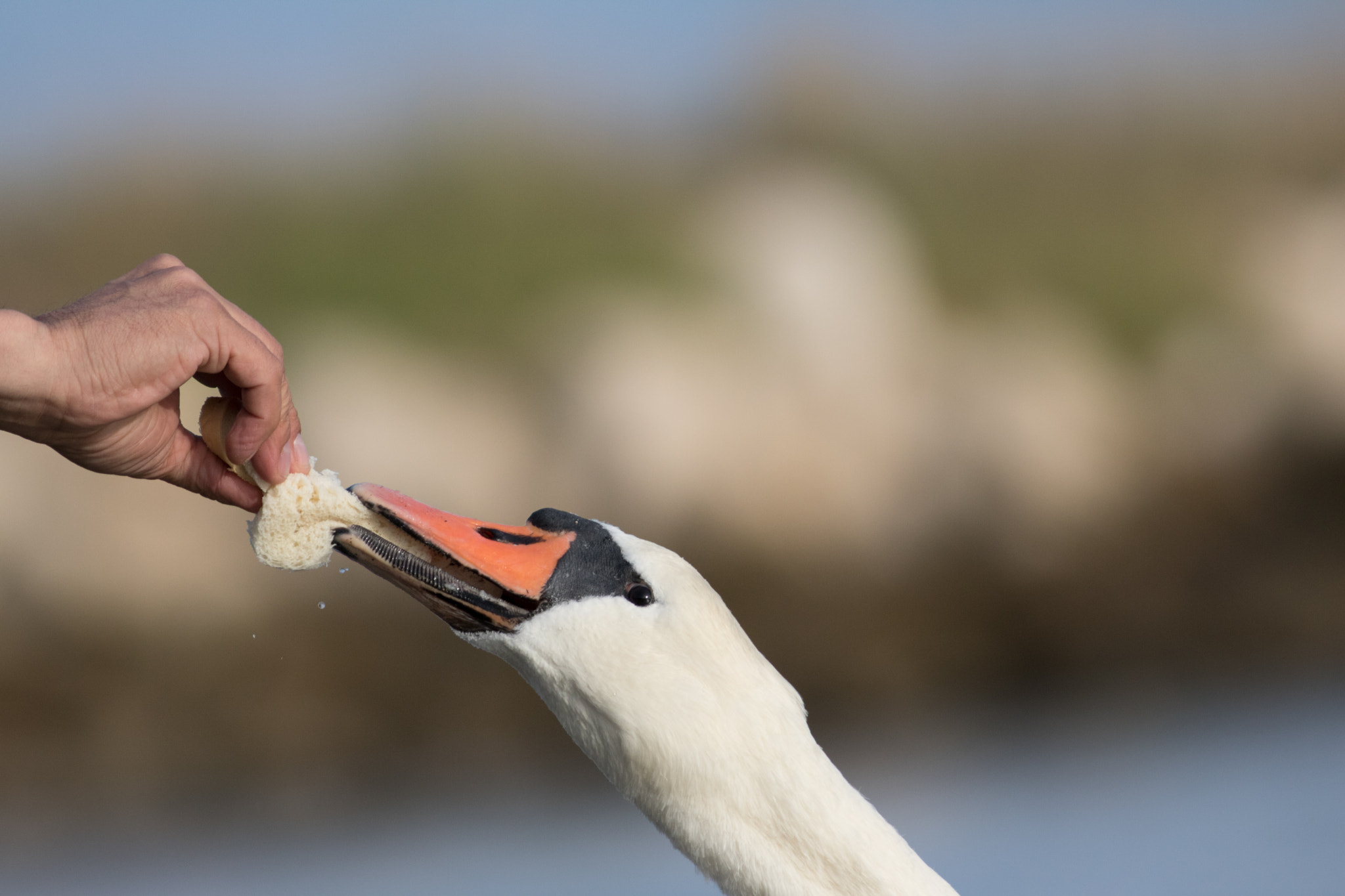 Canon EOS 750D (EOS Rebel T6i / EOS Kiss X8i) + Canon EF 400mm F5.6L USM sample photo. Swans photography