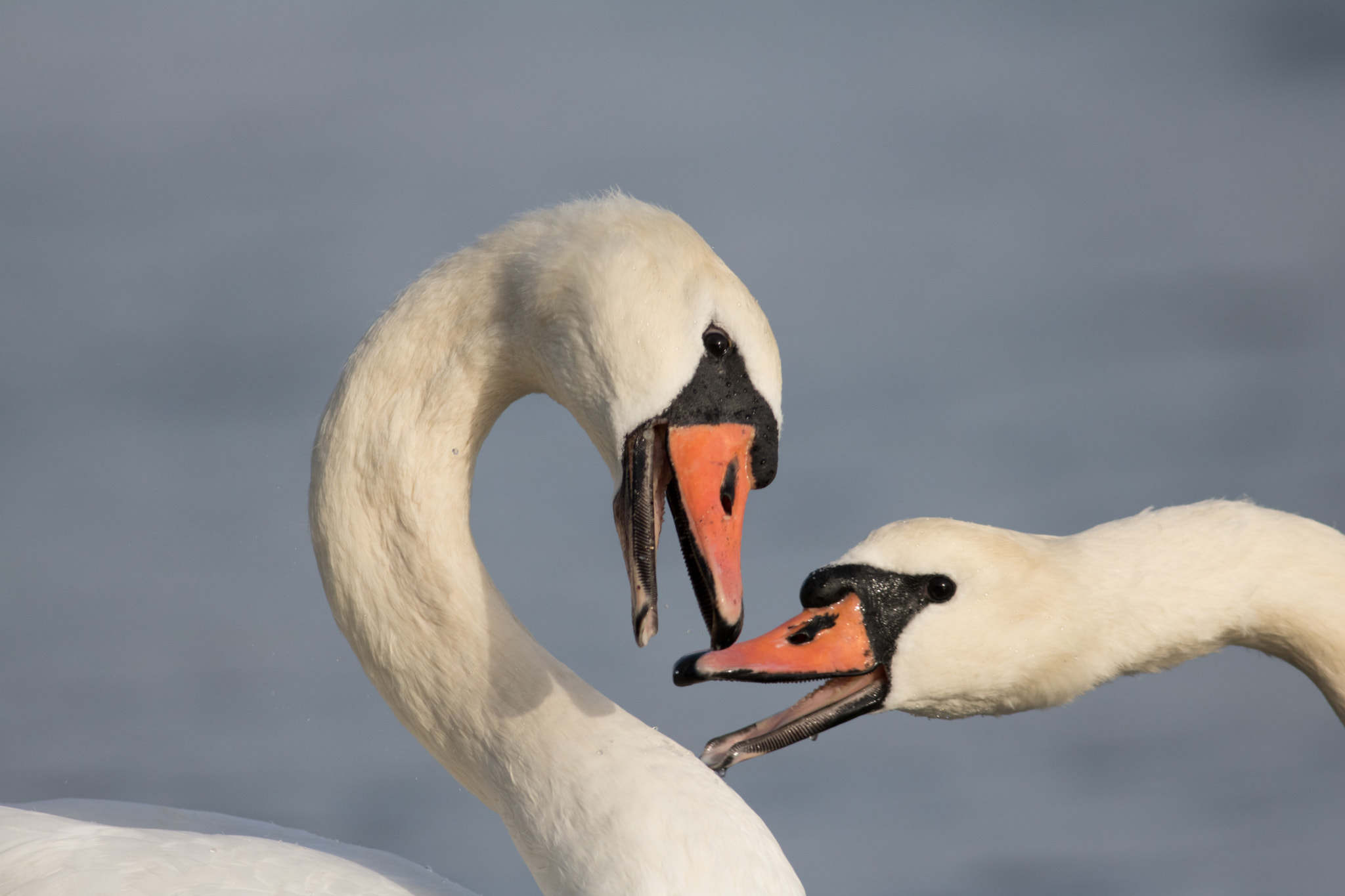 Canon EOS 750D (EOS Rebel T6i / EOS Kiss X8i) + Canon EF 400mm F5.6L USM sample photo. Swans photography