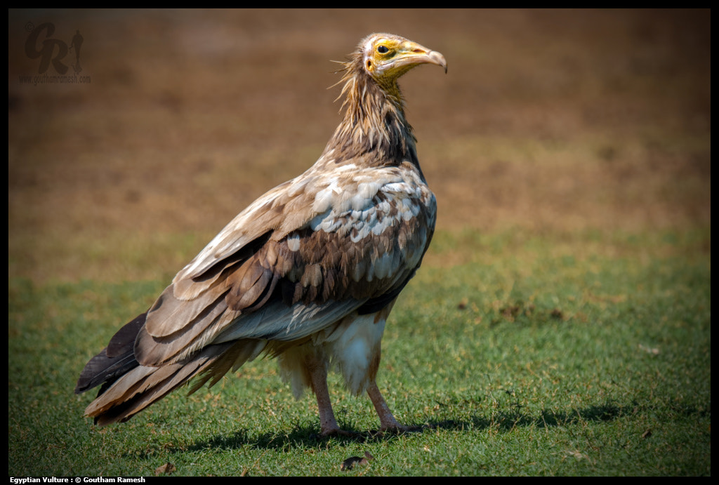 Nikon D80 + Sigma 50-500mm F4-6.3 EX APO RF HSM sample photo. Egyptian vulture photography