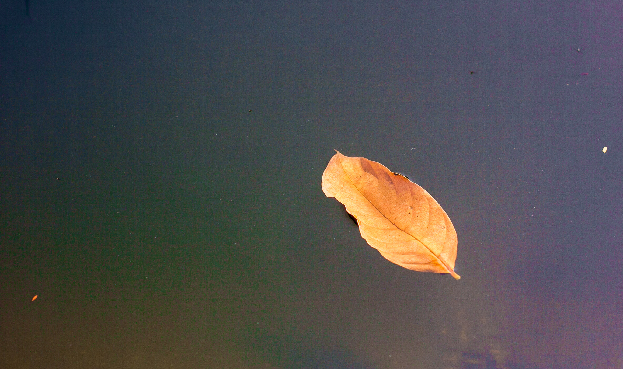 Canon EF 35-80mm f/4-5.6 sample photo. The leaf_autumn photography