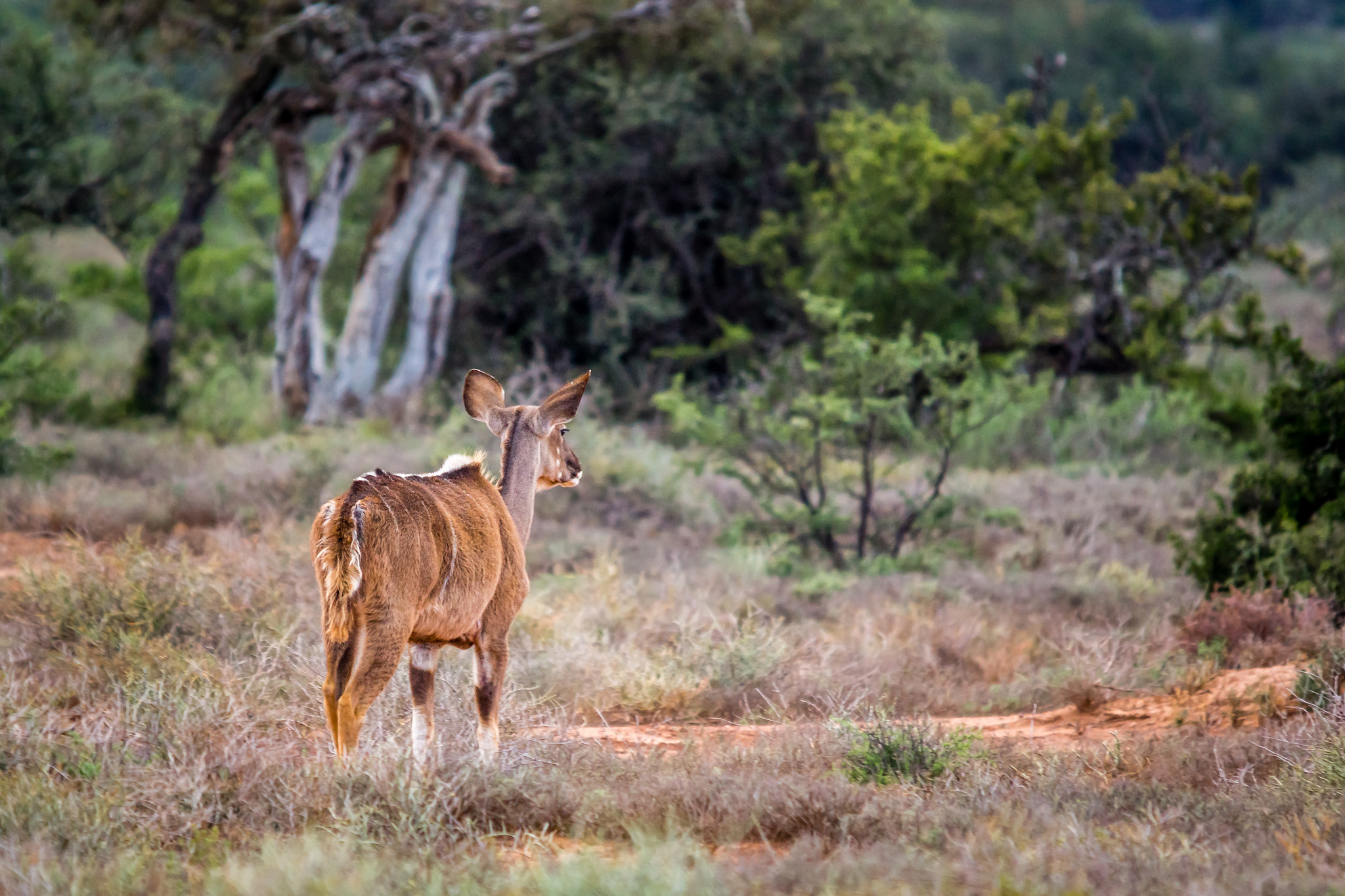 Sony SLT-A65 (SLT-A65V) sample photo. Lone kudu calf photography