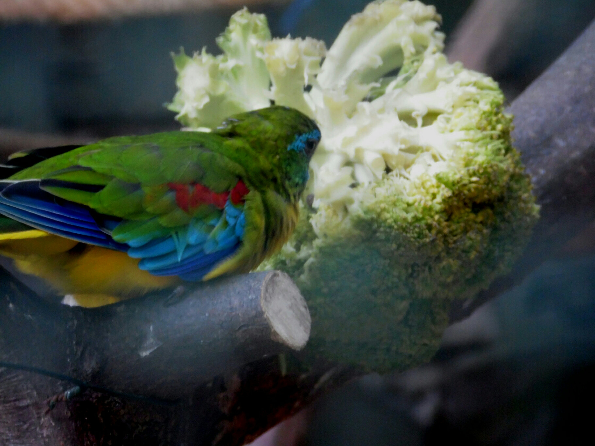 Samsung WB110/  WB111 sample photo. Parrot's lunchtime photography