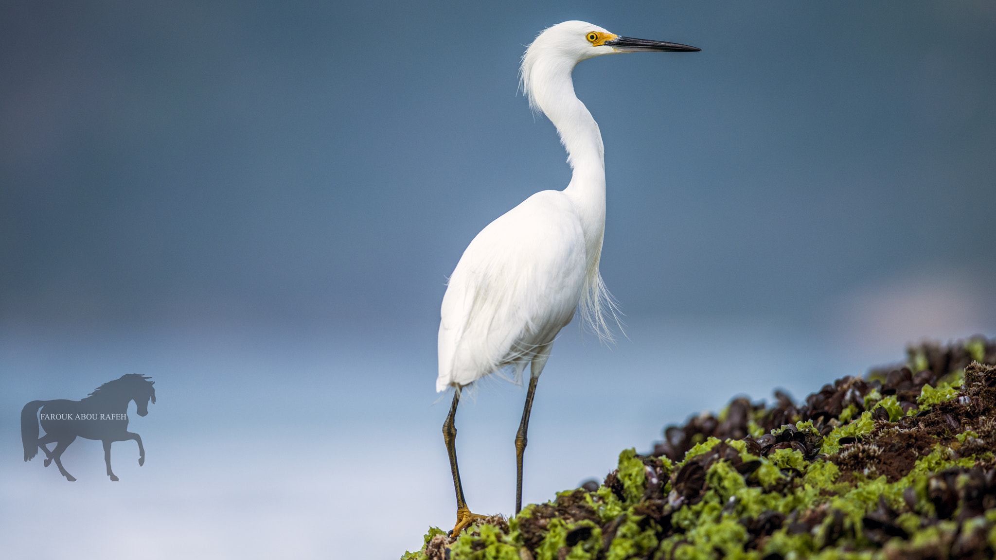 Nikon D800 + Nikon AF-S Nikkor 300mm F4D ED-IF sample photo. Standing around photography