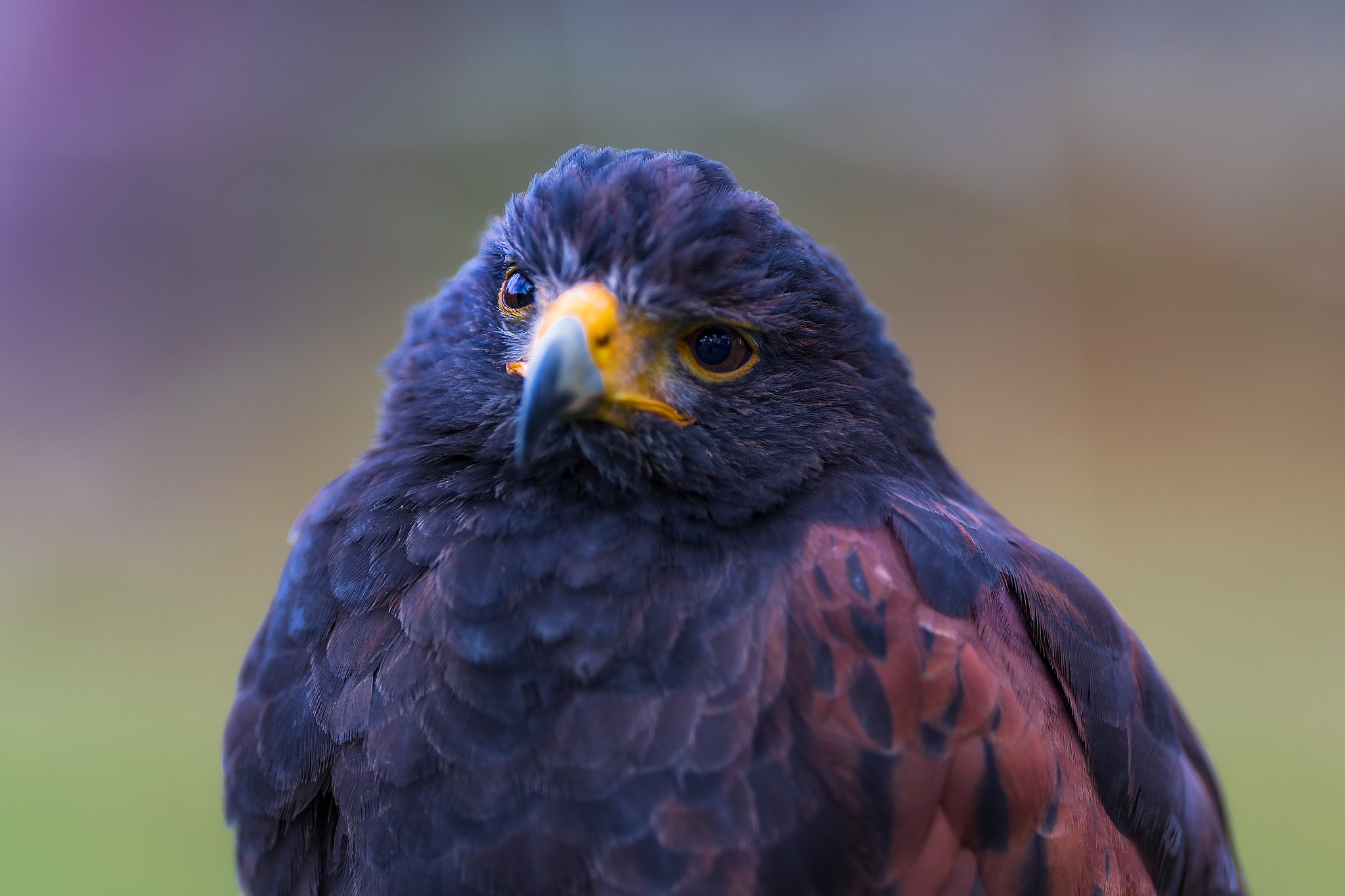 Canon EF 200mm F2L IS USM sample photo. Hawk.... photography