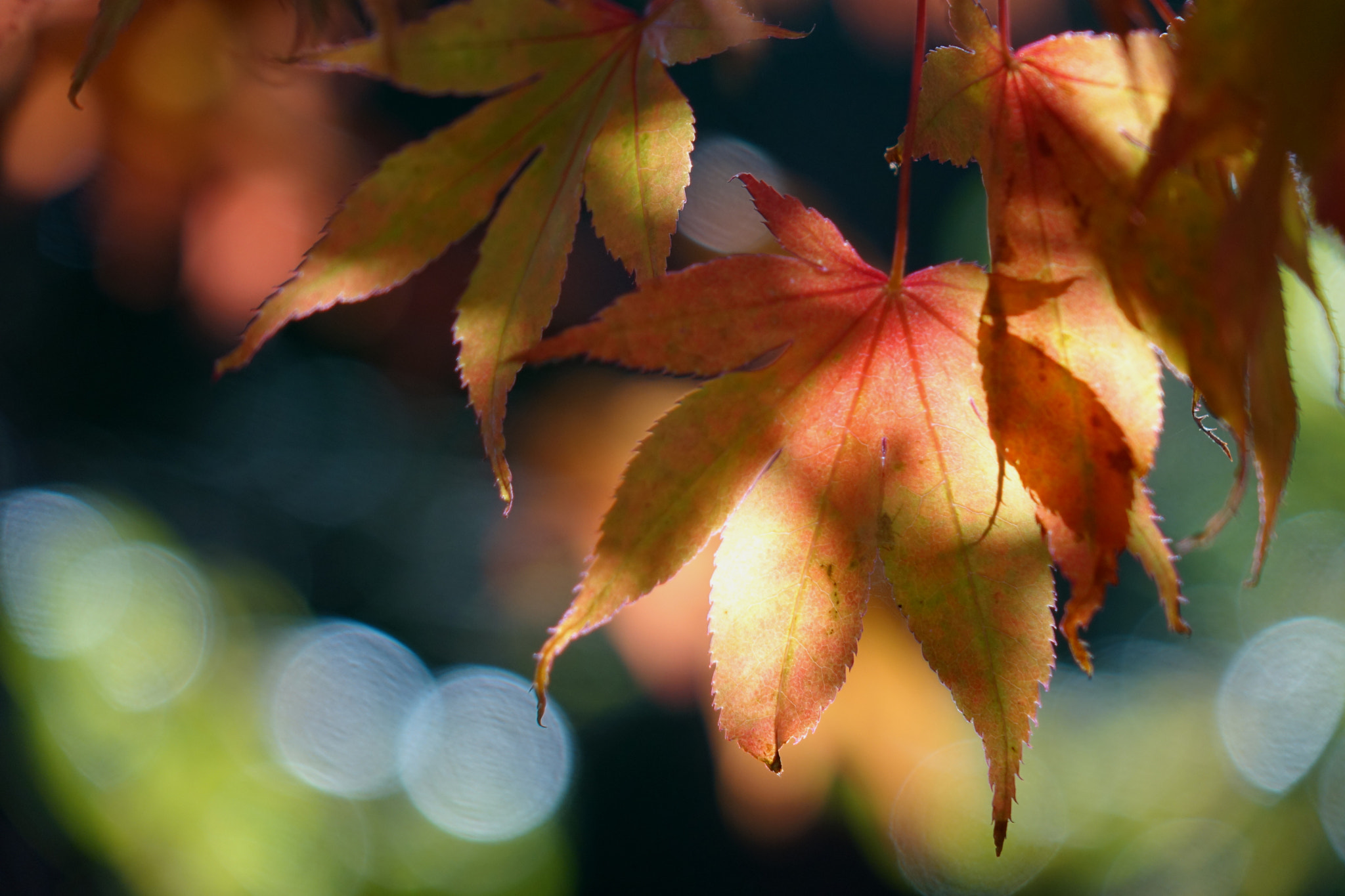 Sony Cyber-shot DSC-RX10 + Sony 24-200mm F2.8 sample photo. Autumn color parade photography