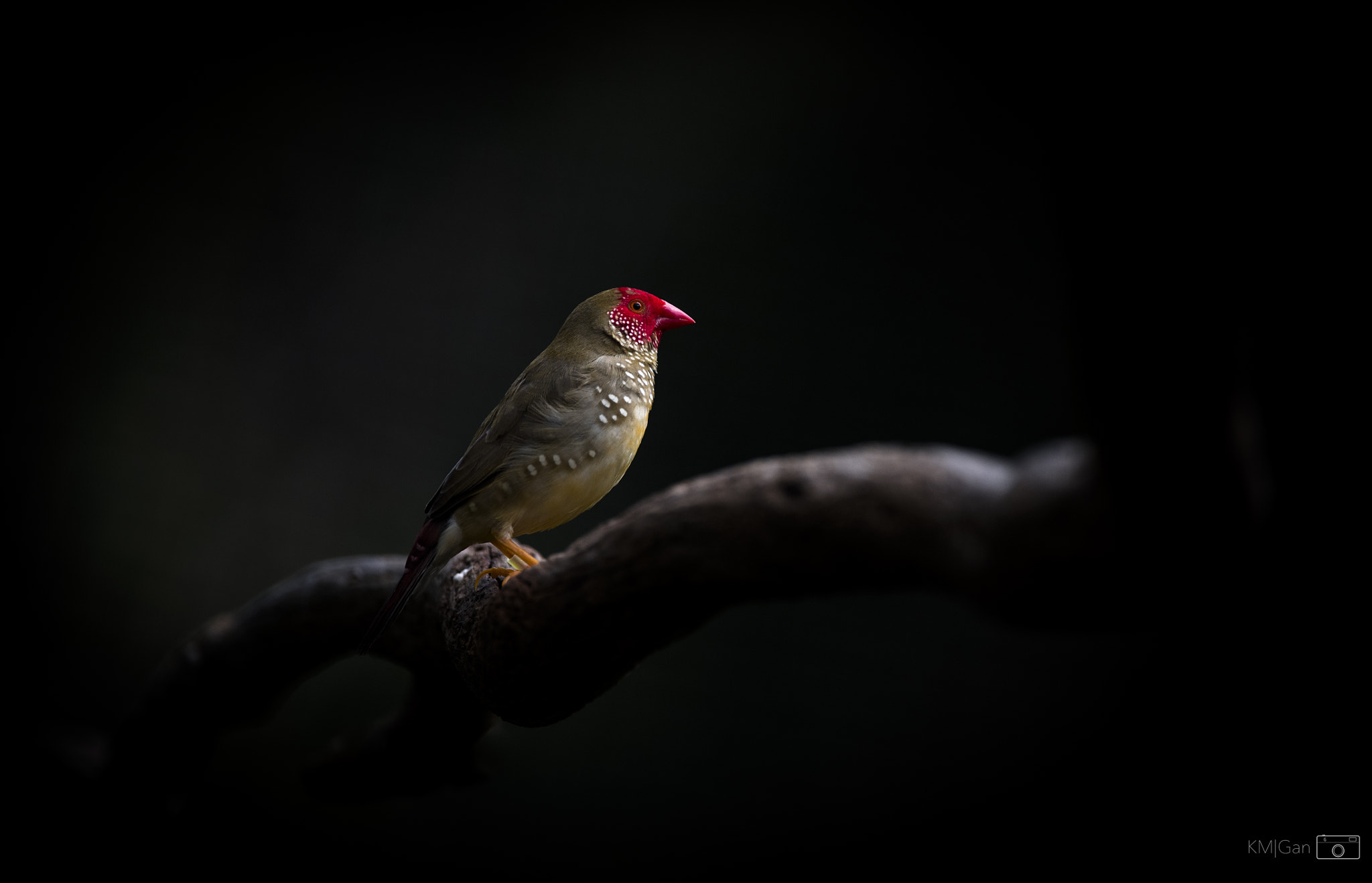 Nikon Nikkor AF-S 300mm F4E PF ED VR sample photo. Little red beak photography