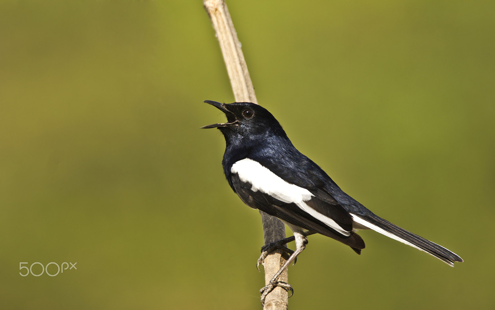 Tamron SP 150-600mm F5-6.3 Di VC USD sample photo. Birdie photography