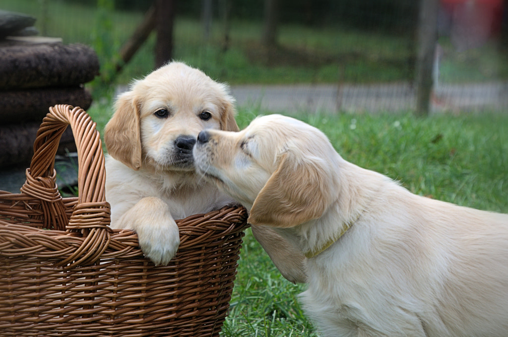 Golden retriever puppies - Top 20 Most Cutest Dog Breeds in the World | Most Adorable Dogs and Puppies