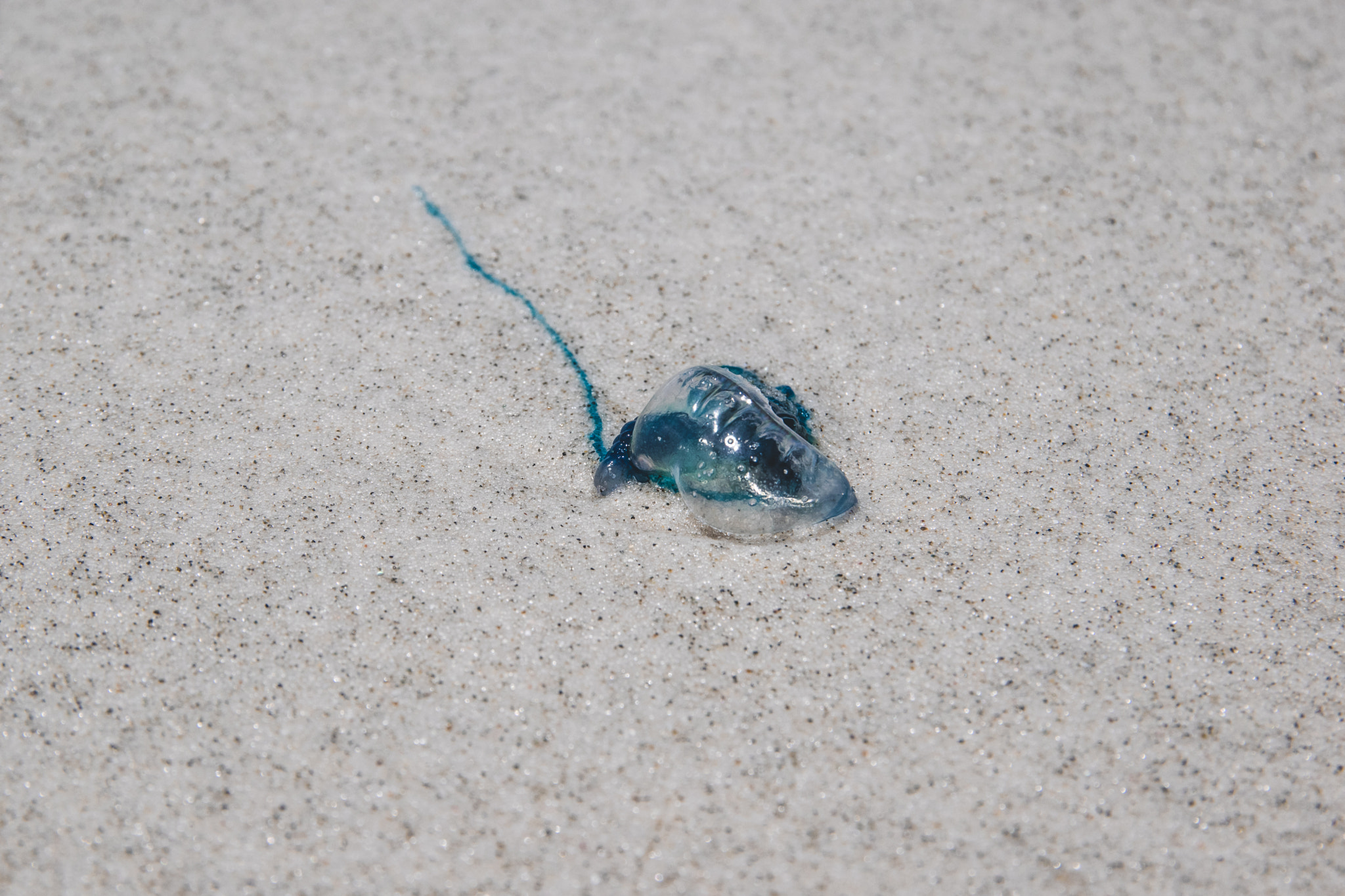 Sigma 17-70mm F2.8-4 DC Macro OS HSM | C sample photo. Portuguese man o' war photography
