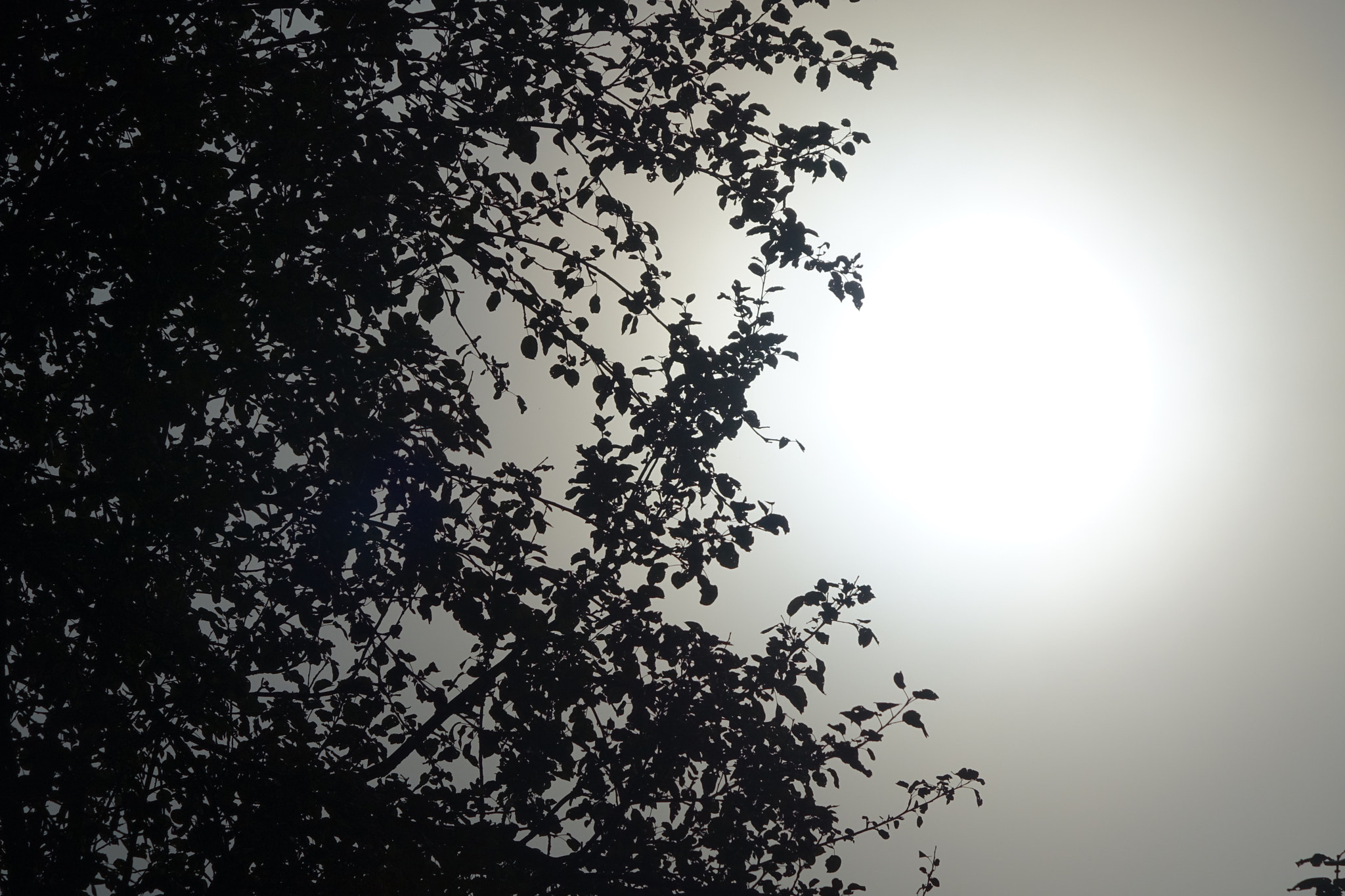 Sony Cyber-shot DSC-RX10 + Sony 24-200mm F2.8 sample photo. Sun without face photography