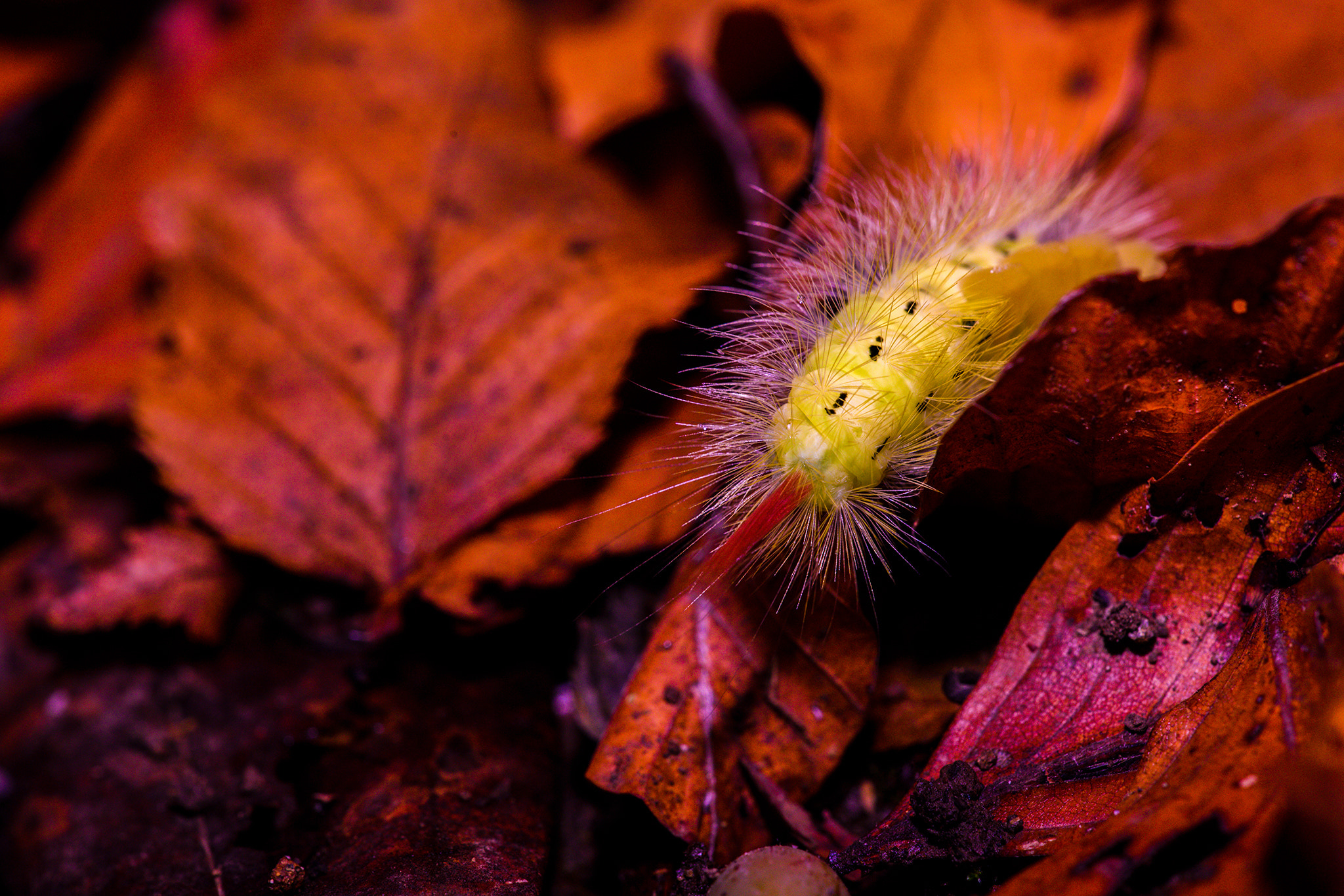 Sigma 150mm F2.8 EX DG Macro HSM sample photo. Autumn photography