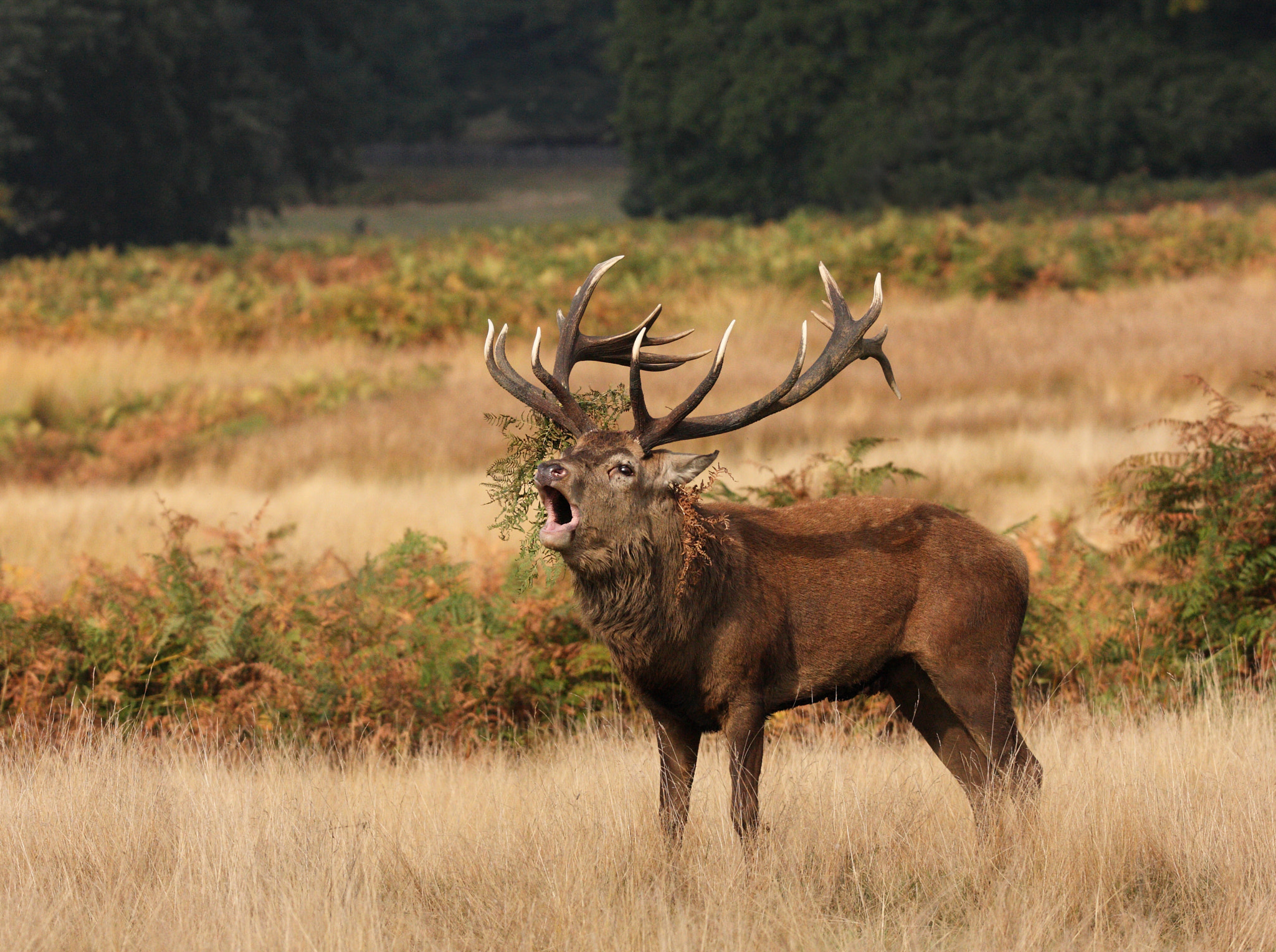 150-600mm F5-6.3 DG OS HSM | Sports 014 sample photo. The challenger. photography
