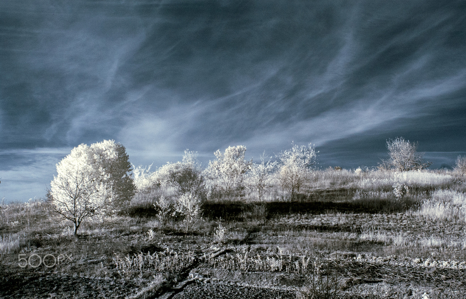 Nikon D1X sample photo. Infrared photography