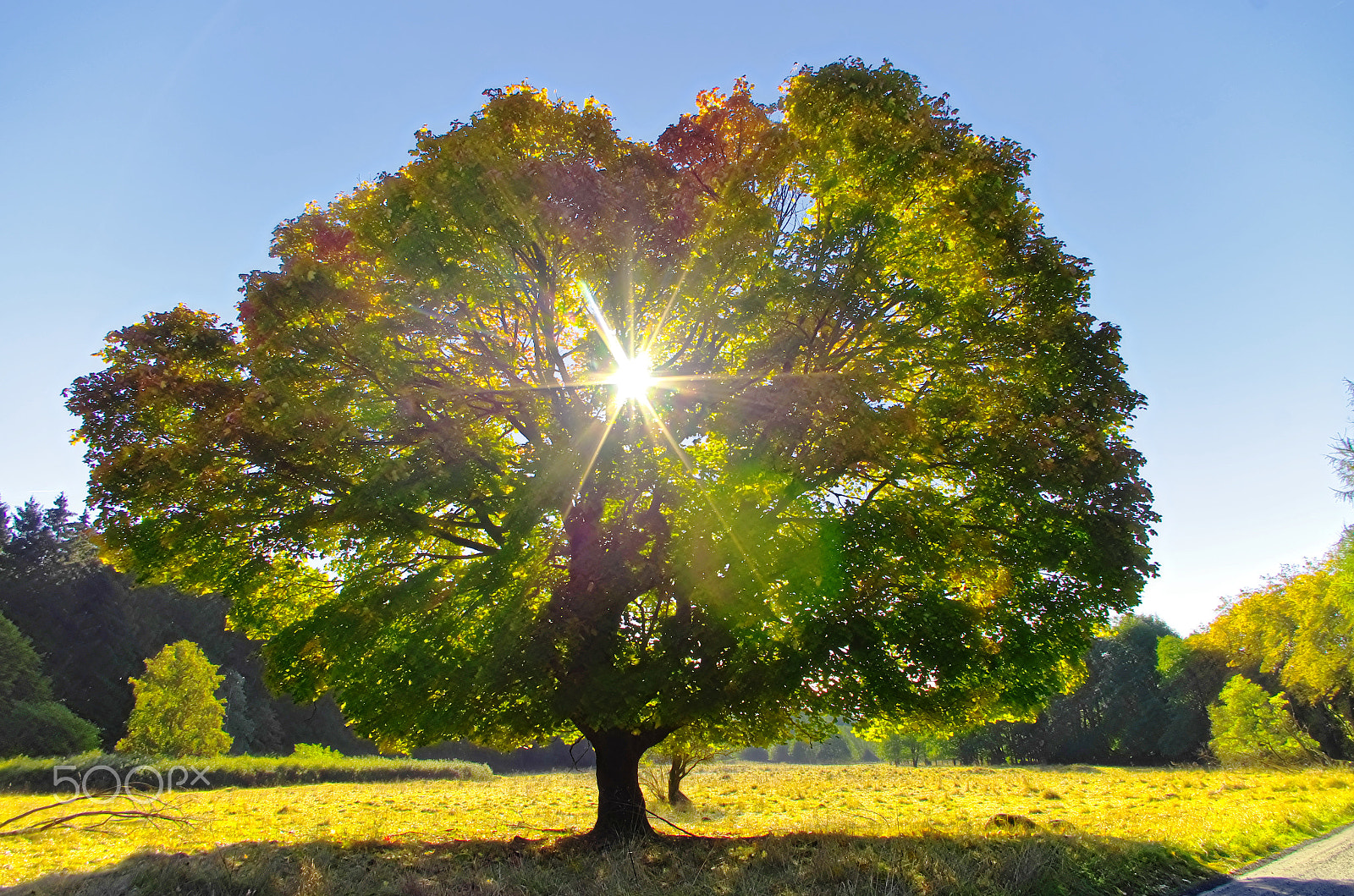 Pentax K-30 sample photo. Flooded with sunlight photography