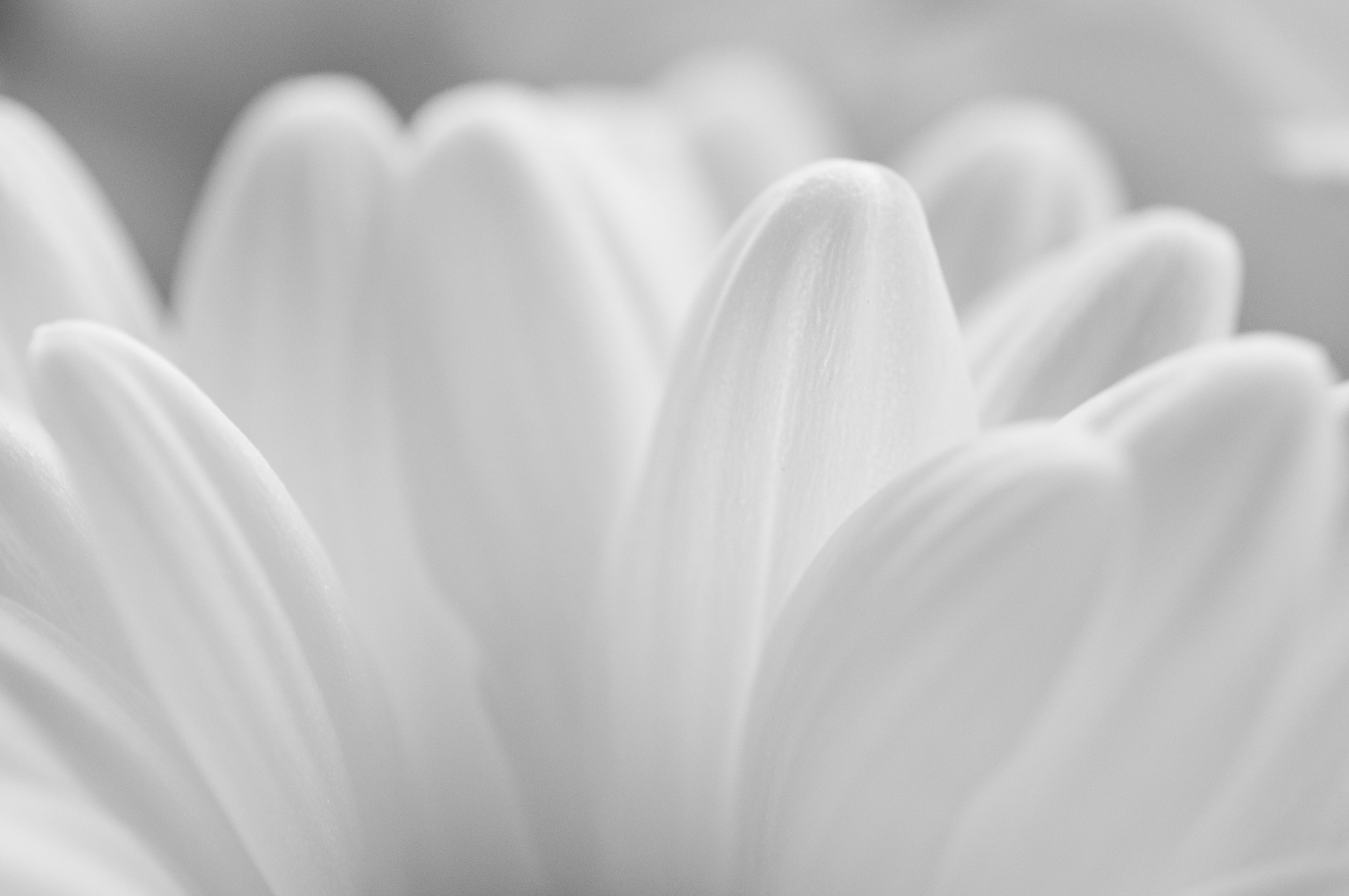 Ricoh GXR A12 sample photo. Tenderness photography