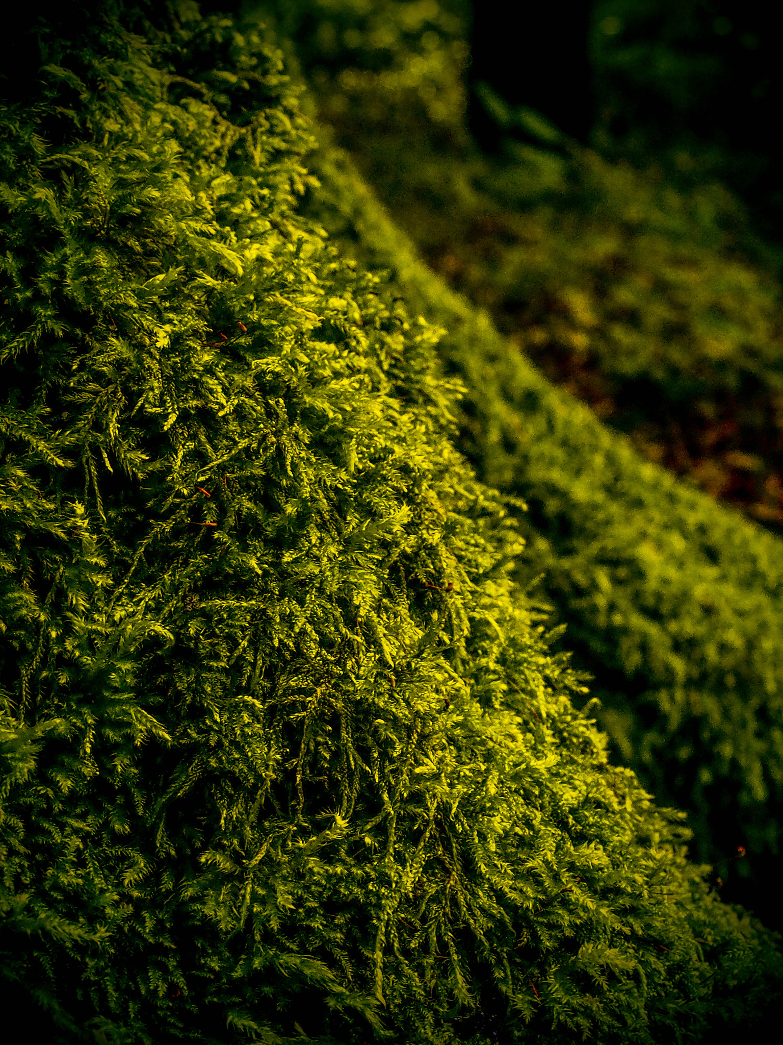 Olympus M.Zuiko Digital 14-42mm F3.5-5.6 II R sample photo. Dark forest photography