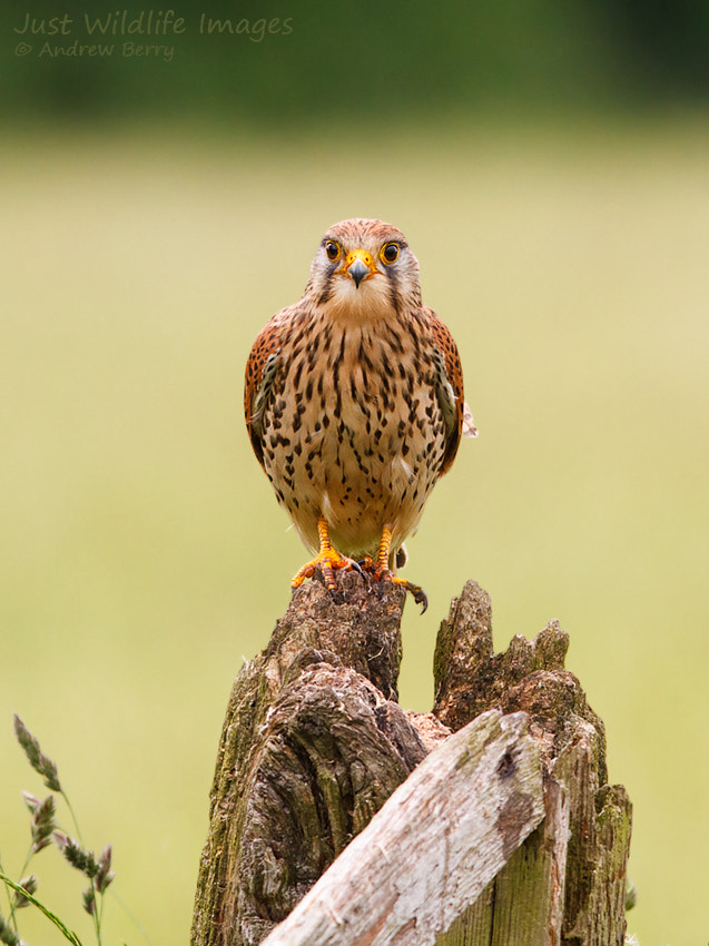 Canon EOS 7D + Canon EF 300mm F2.8L IS USM sample photo. Female kestrel photography