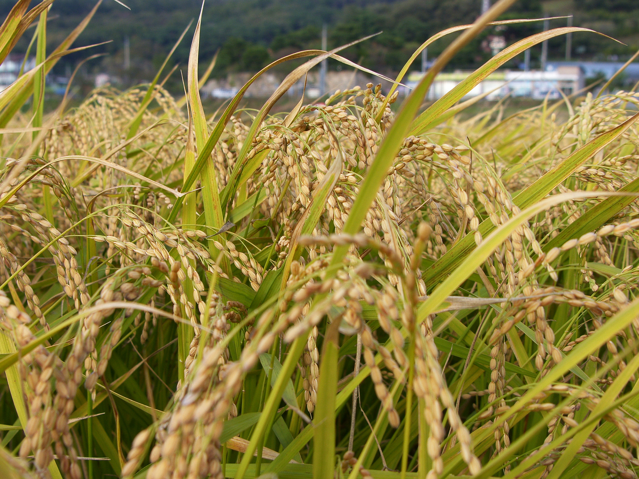 Samsung Pro 815 sample photo. One year. . .  photography