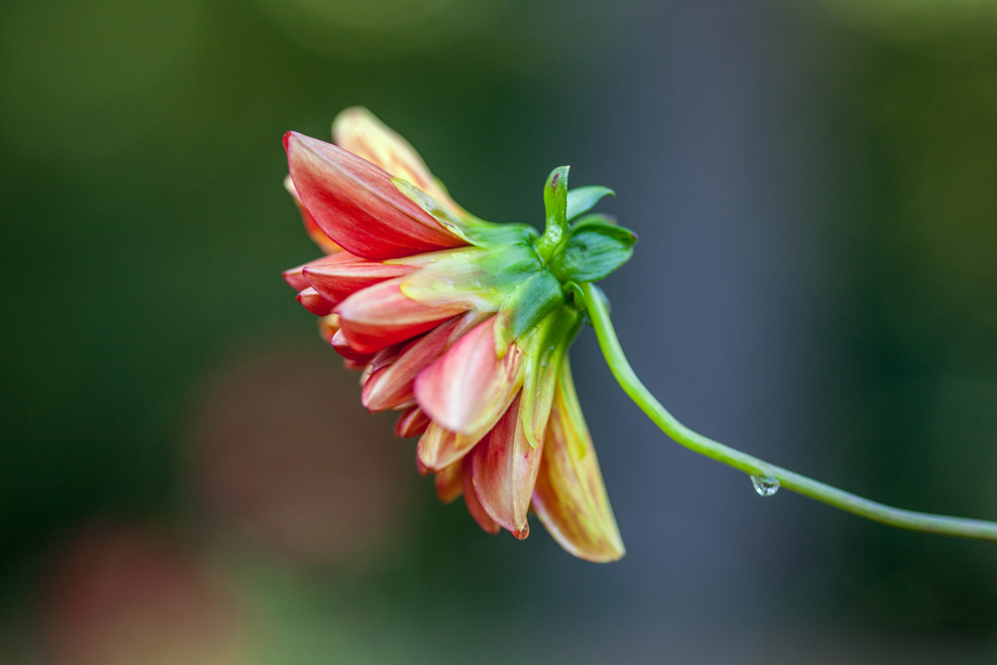 Canon EOS 5D Mark II + Sigma 105mm F2.8 EX DG Macro sample photo. Taublume photography