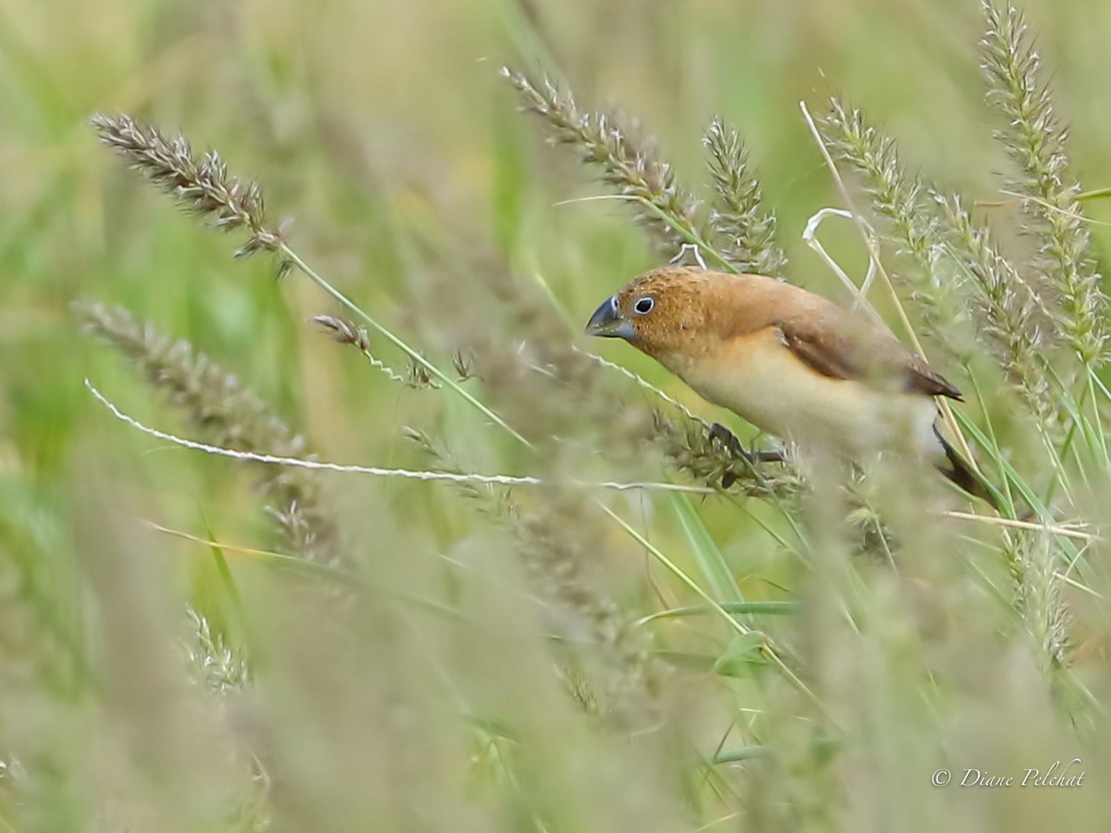 Canon EF 300mm F2.8L IS II USM sample photo. African silverbill - capuchin bec-d'argent photography