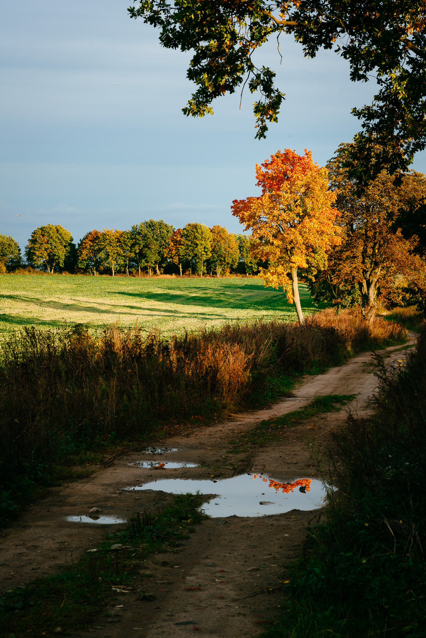 Tokina AT-X Pro 100mm F2.8 Macro sample photo. Autumn photography