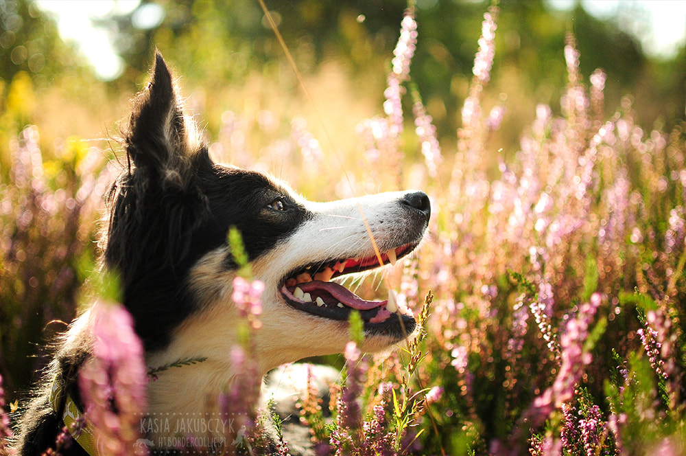 Sigma 70-200mm F2.8 EX DG OS HSM sample photo. Wake me up when september ends photography