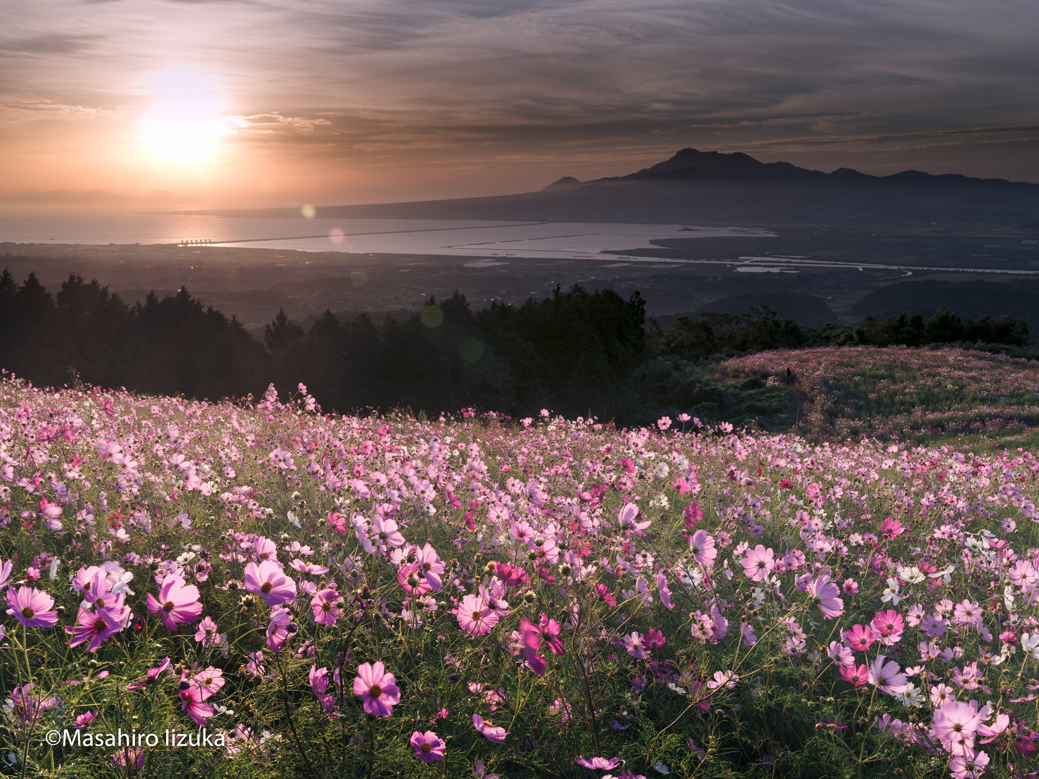 Pentax 645Z + smc PENTAX-FA 645 45-85mm F4.5 sample photo. The cosmos fields at sunrise photography