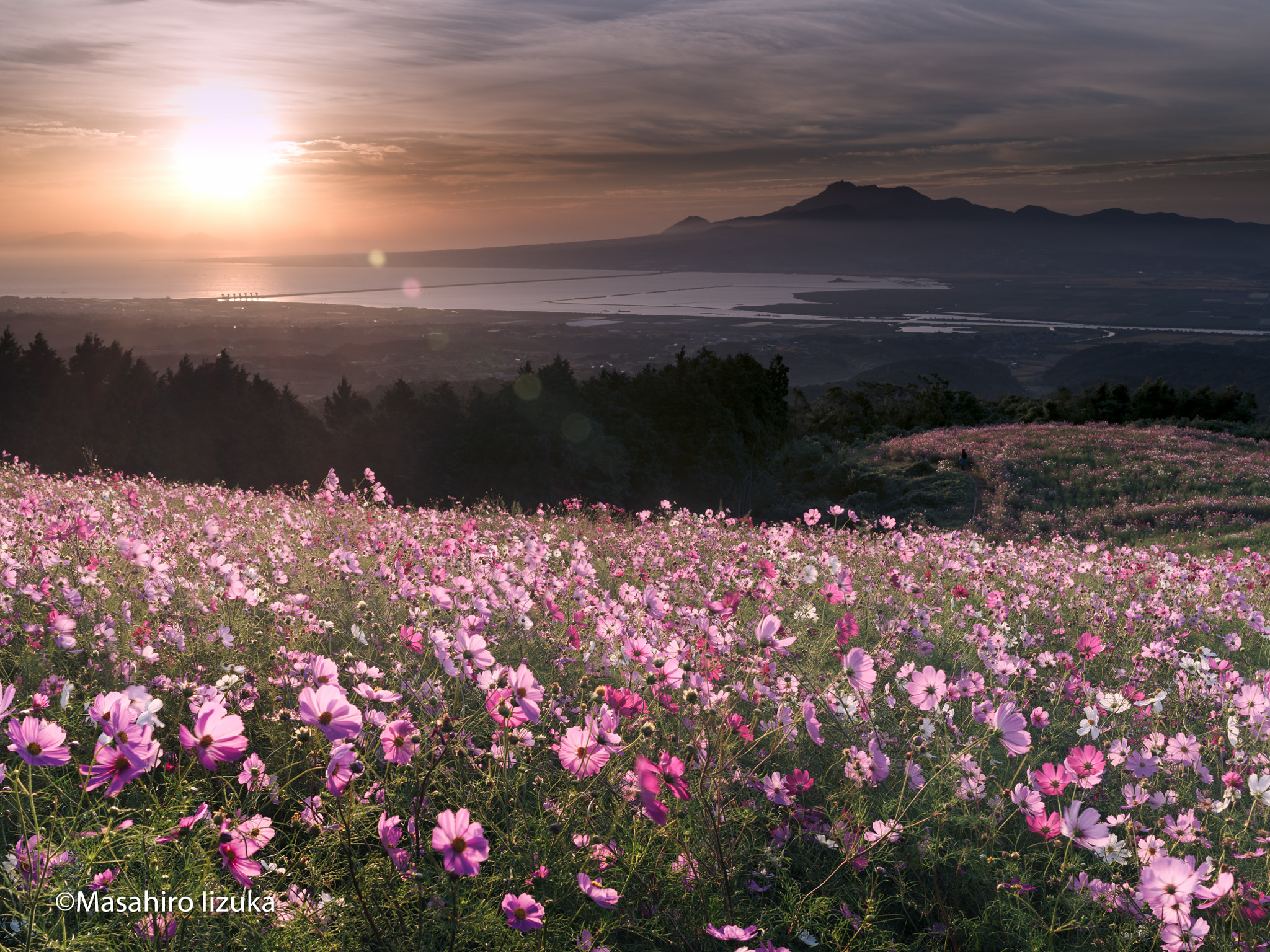 smc PENTAX-FA 645 45-85mm F4.5 sample photo. The cosmos fields at sunrise photography