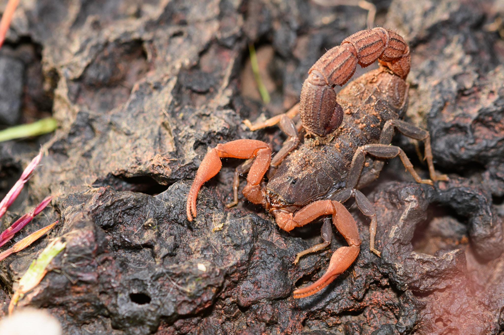 Sigma 105mm F2.8 EX DG OS HSM sample photo. Indian red tailed scorpion photography