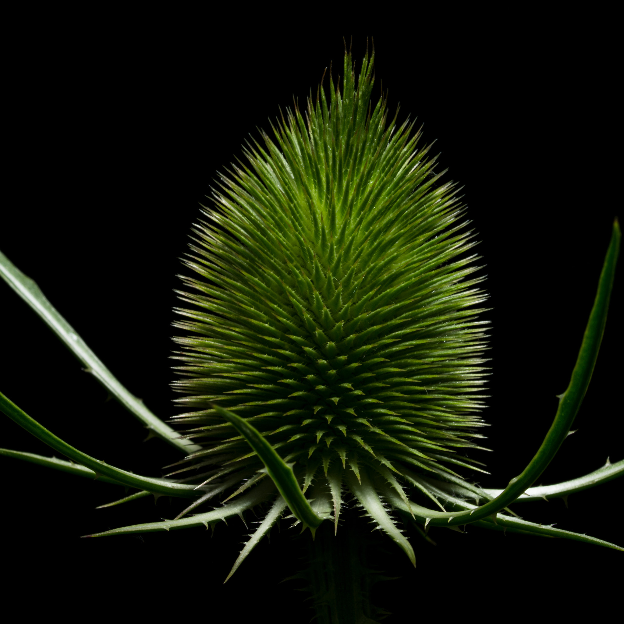 Pentax K-5 + Sigma sample photo. Thorny alien photography