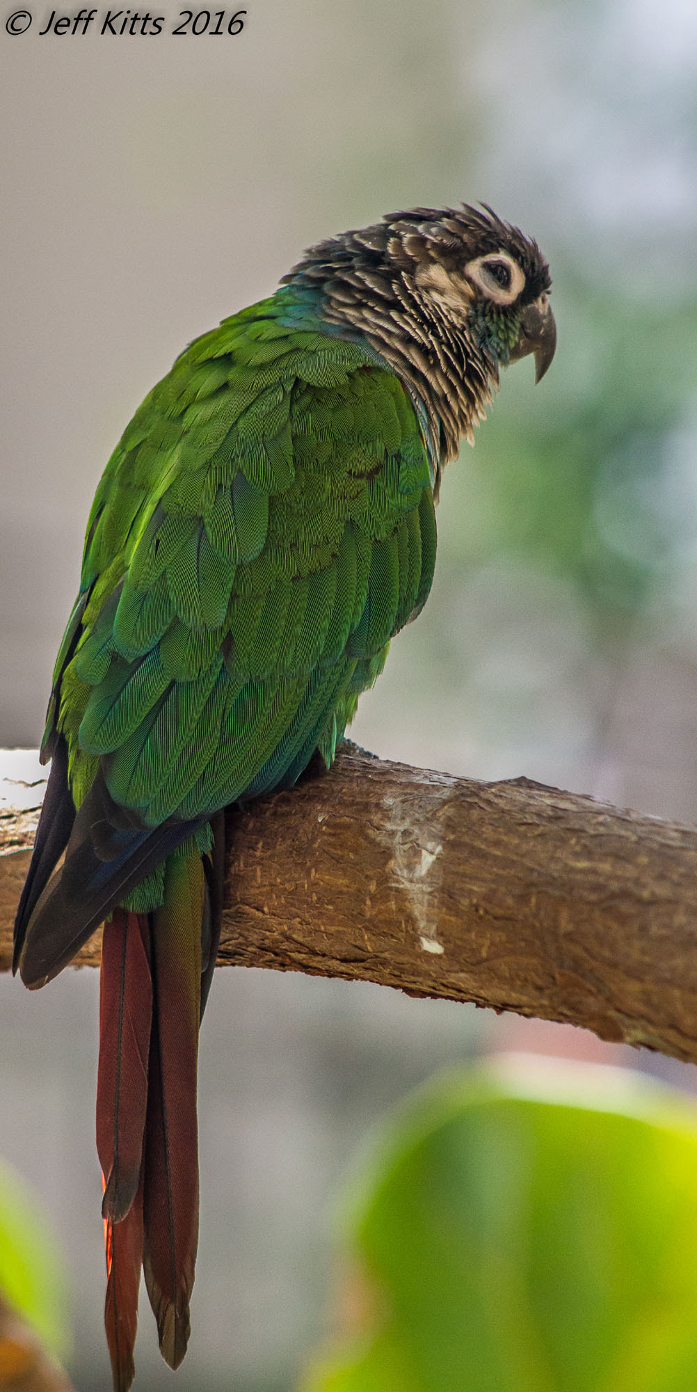 Canon EOS 7D + Canon EF 75-300mm f/4-5.6 USM sample photo. 4150-green cheeked conure photography