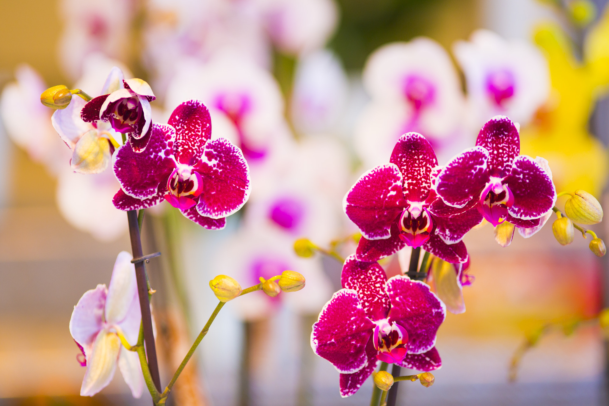 Canon EOS 6D + Canon EF 200mm F2.8L II USM sample photo. Orchids photography