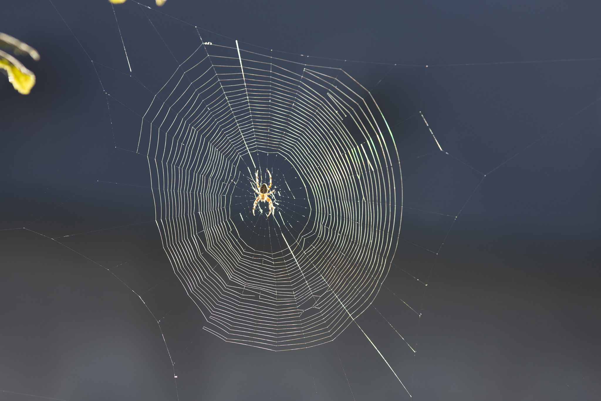 Canon EOS 6D + Canon EF 200mm F2.8L II USM sample photo. Spider's web photography