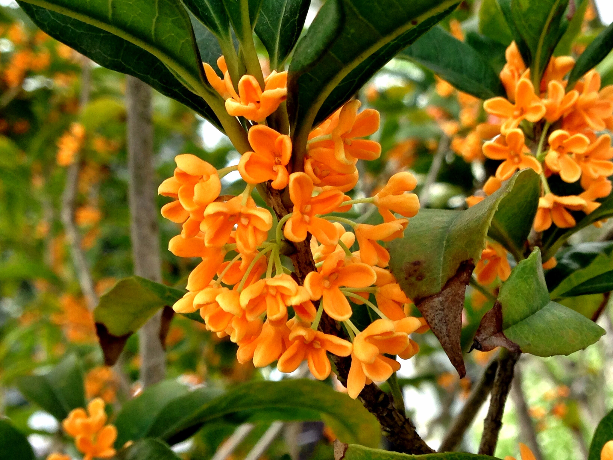 Apple iPhone5,2 sample photo. Sweet-scented osmanthus 金桂 photography