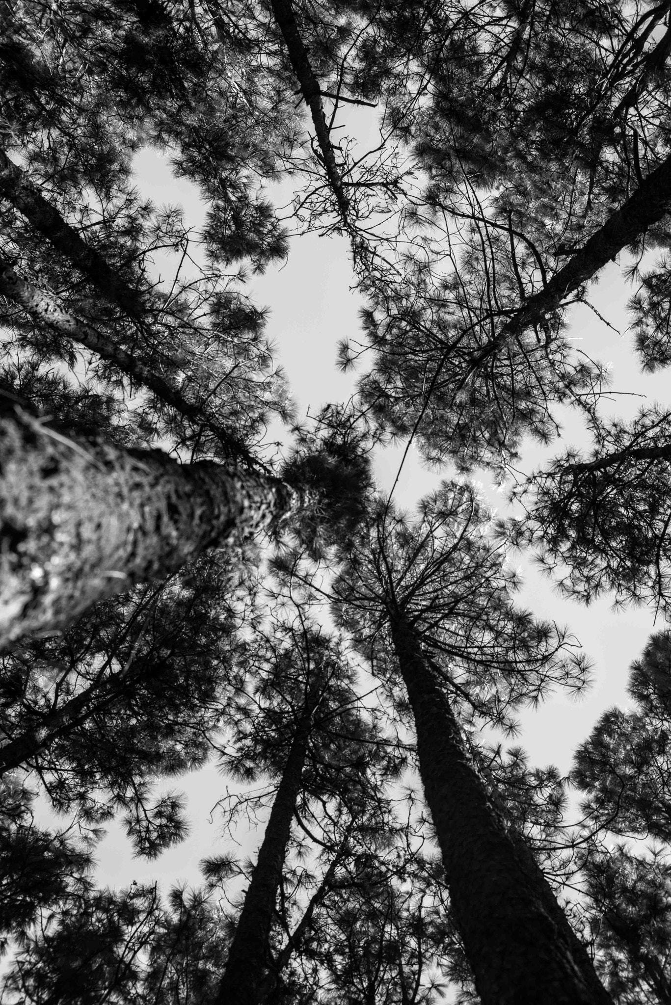 AF Zoom-Nikkor 35-70mm f/3.3-4.5 N sample photo. How tall the tree will grow? if you cut it you'll never know photography