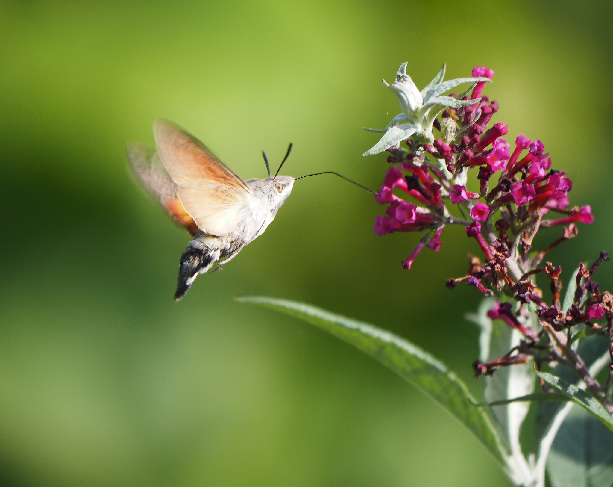 Olympus OM-D E-M1 sample photo. The hummingbird hawk-moth (macroglossum stellatarum) photography