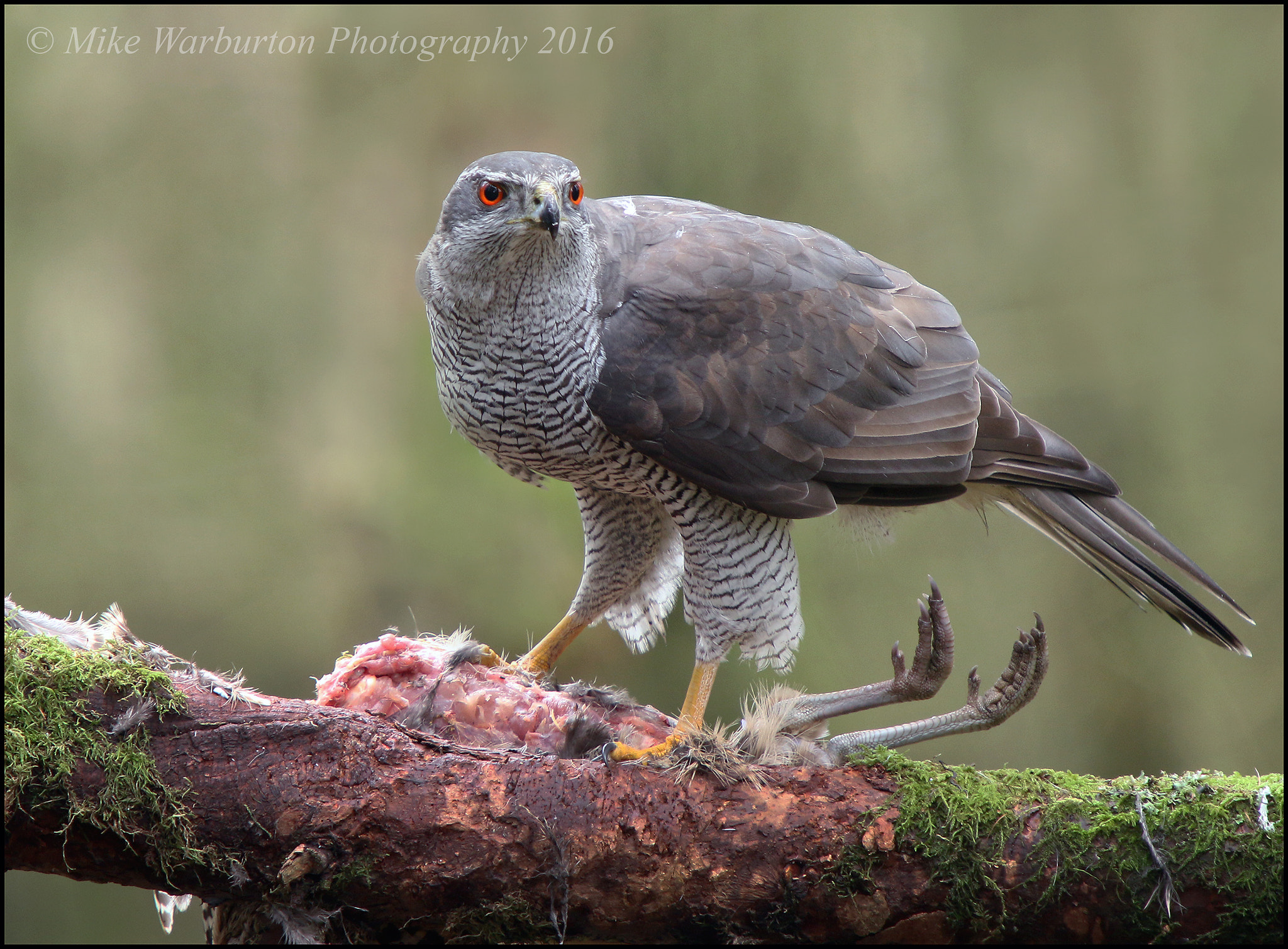 Sigma 50-500mm f/4-6.3 APO HSM EX sample photo. Goshawk photography