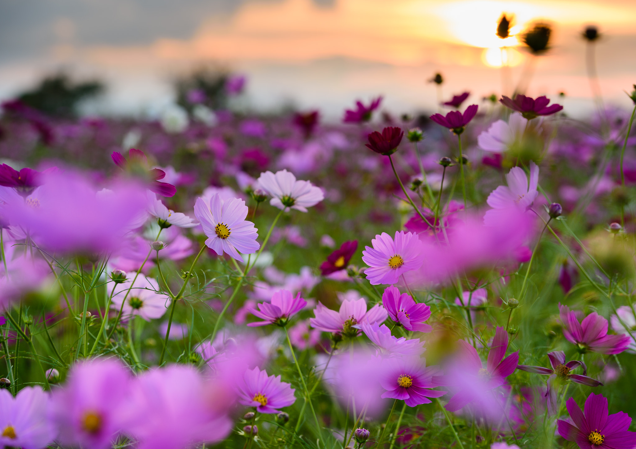 Nikon Df sample photo. Harmony photography