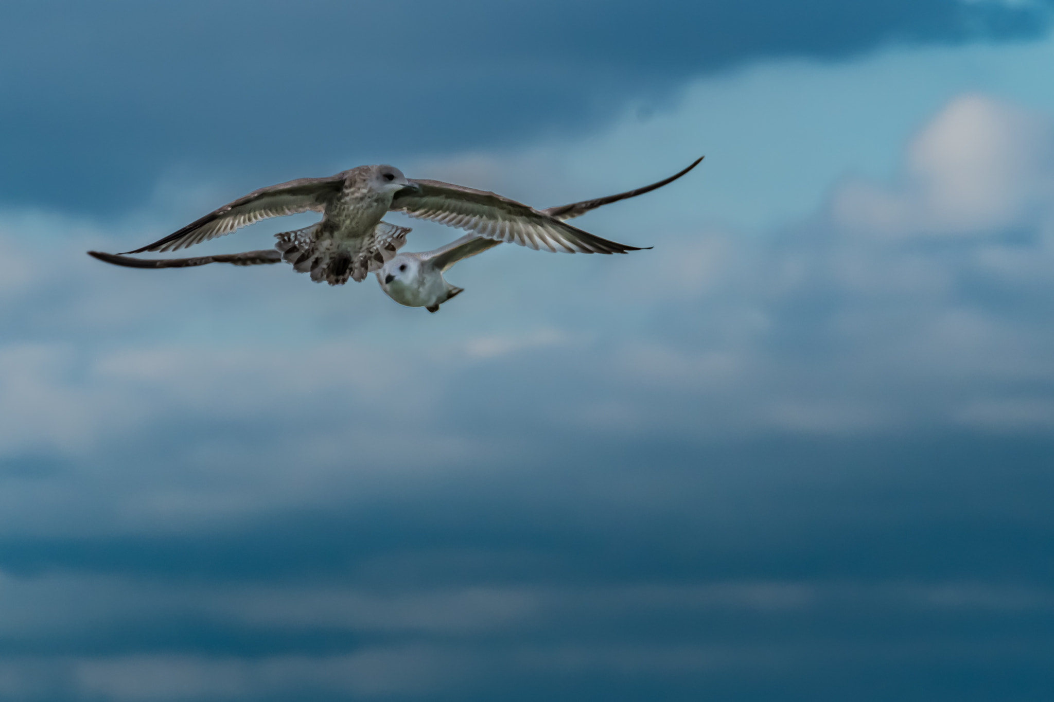 Fujifilm X-T2 + XF100-400mmF4.5-5.6 R LM OIS WR + 2x sample photo