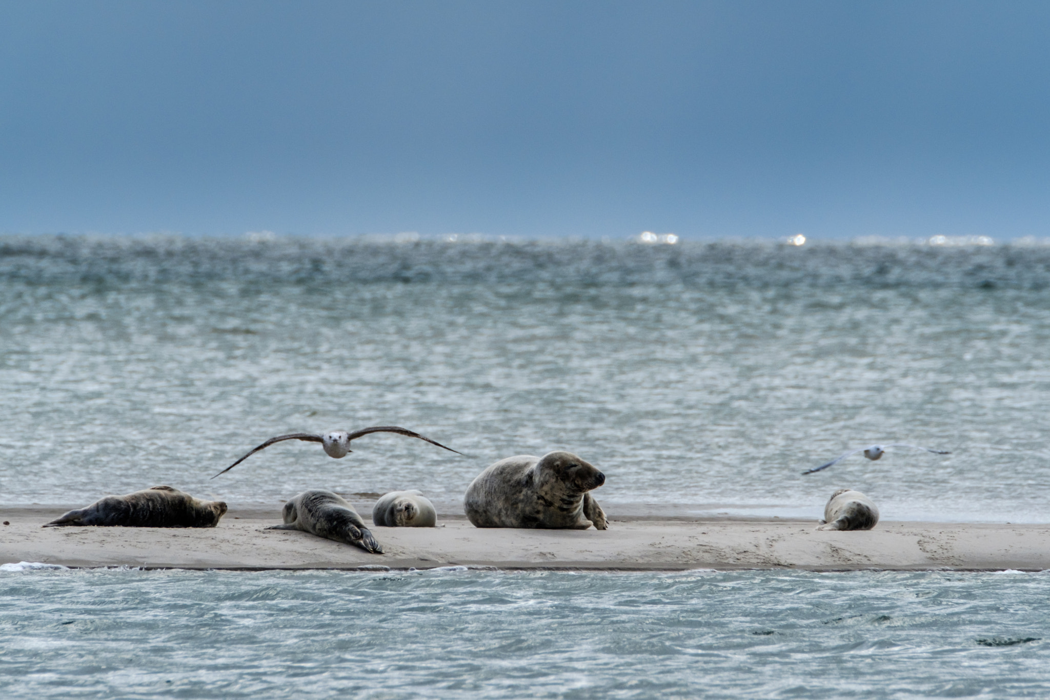 XF100-400mmF4.5-5.6 R LM OIS WR + 2x sample photo