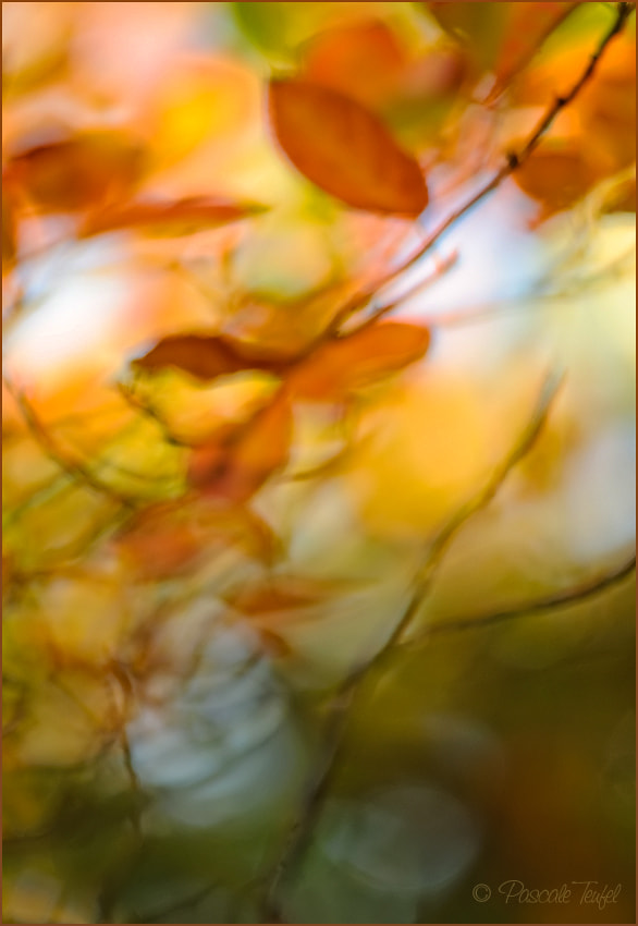 Sigma 150mm F2.8 EX DG Macro HSM sample photo. Blowin' with the wind photography