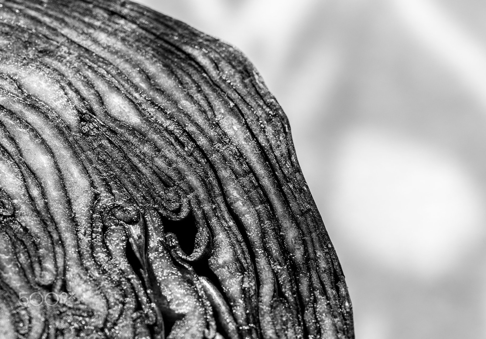 Canon EF 100mm F2.8 Macro USM sample photo. Red cabbage photography
