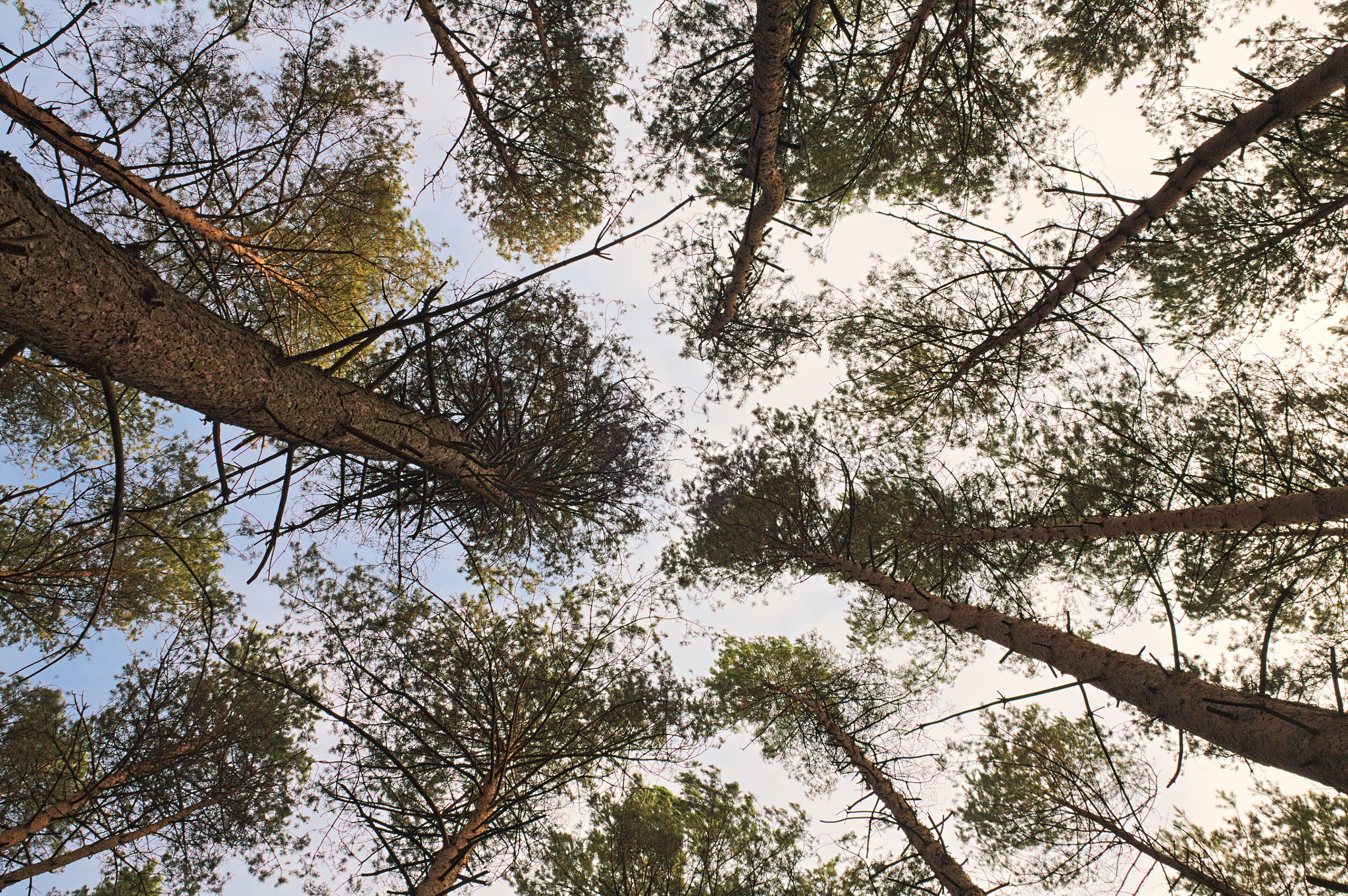 Canon EF 28-80mm f/3.5-5.6 sample photo. Forest photography