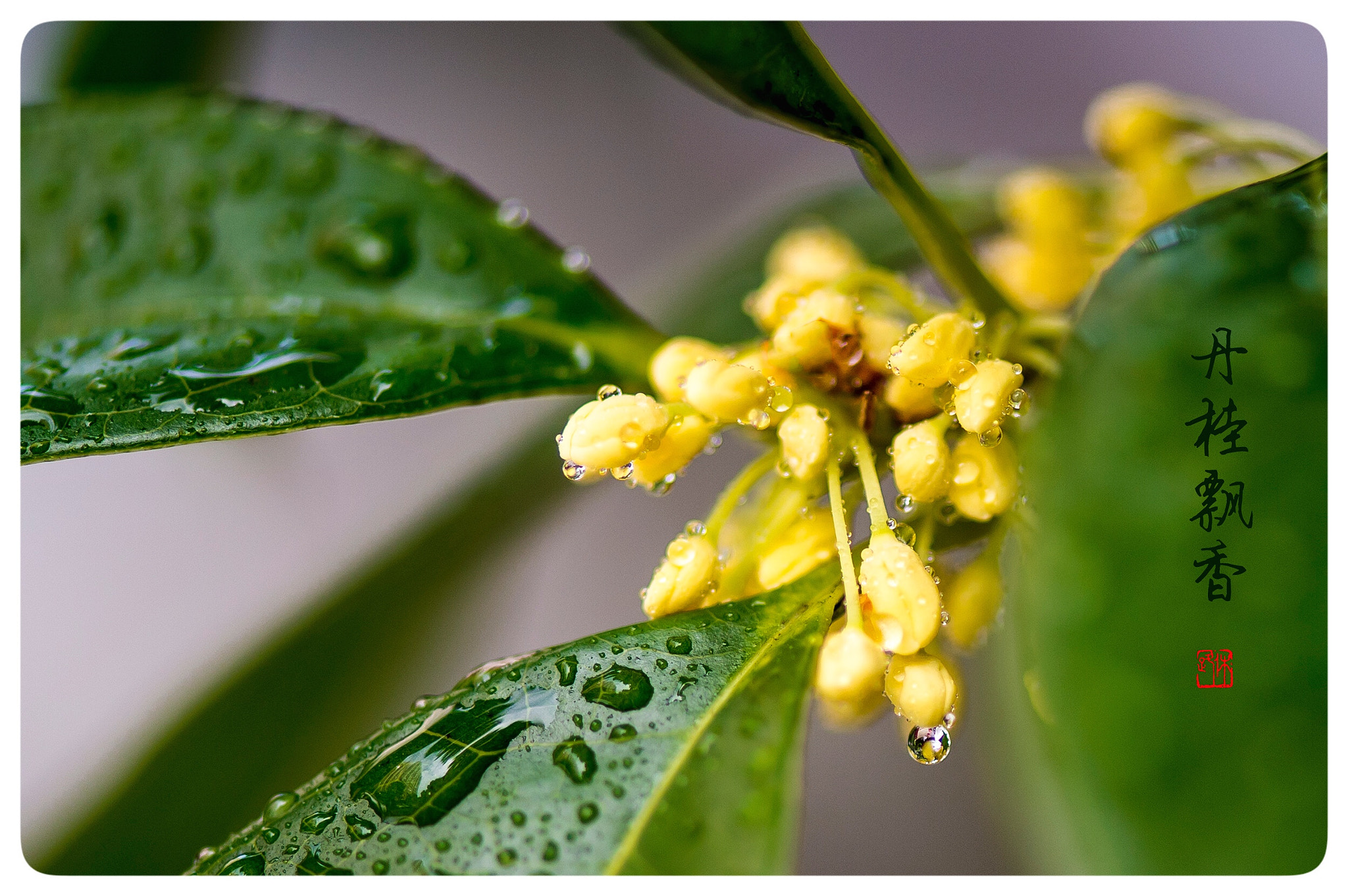 Nikon Df sample photo. Fragrant photography