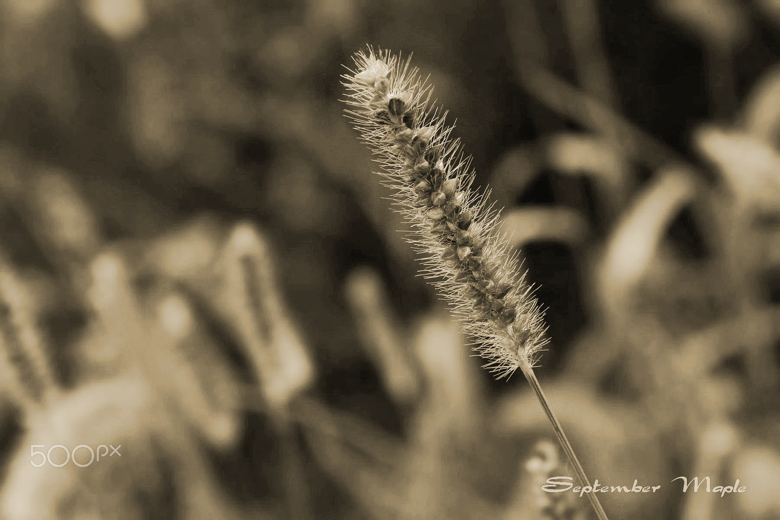 Sony NEX-5C sample photo. 草之秋 photography