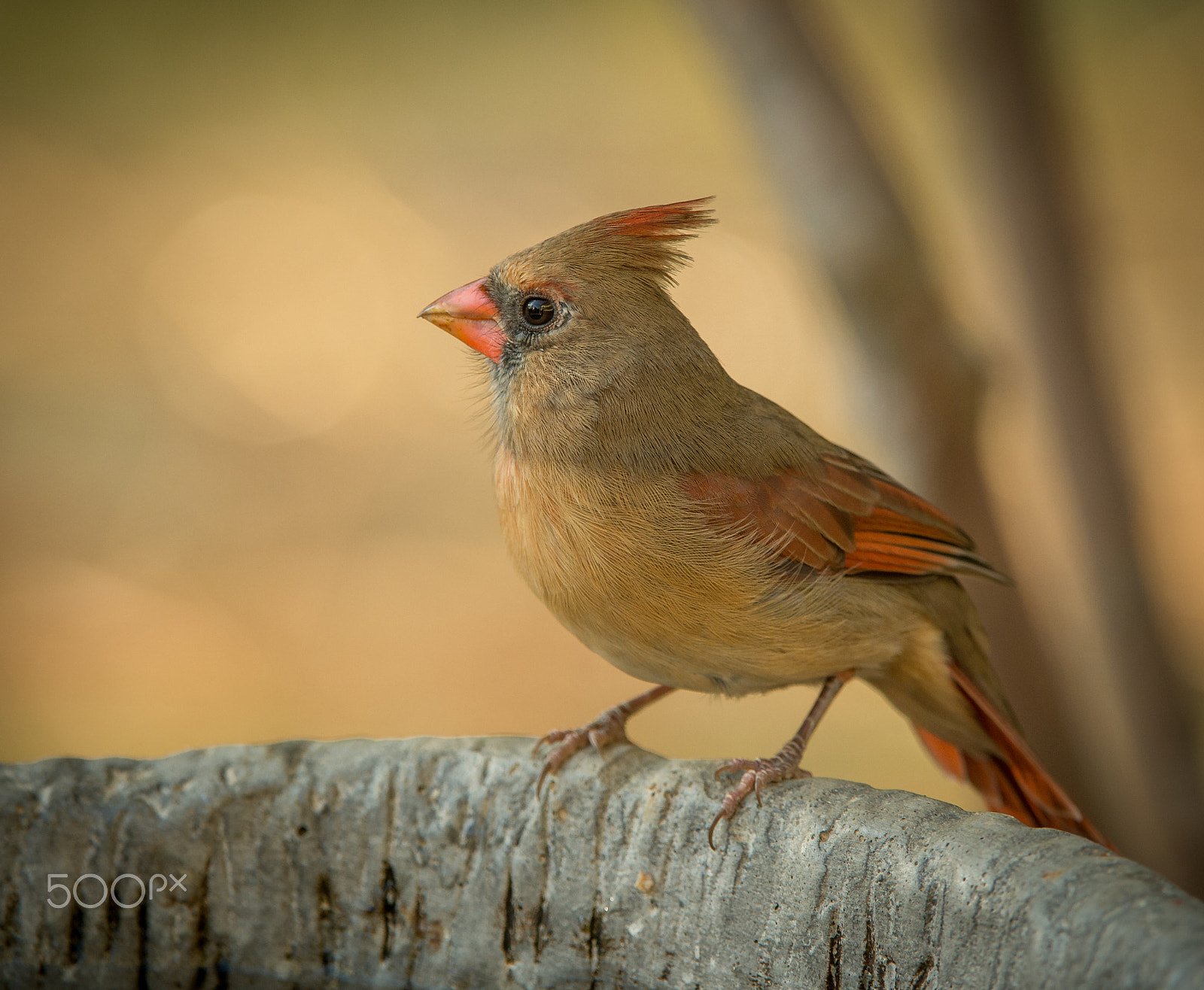 Nikon D4 + Nikon AF-S Nikkor 200-400mm F4G ED-IF VR sample photo. Northern cardinal photography